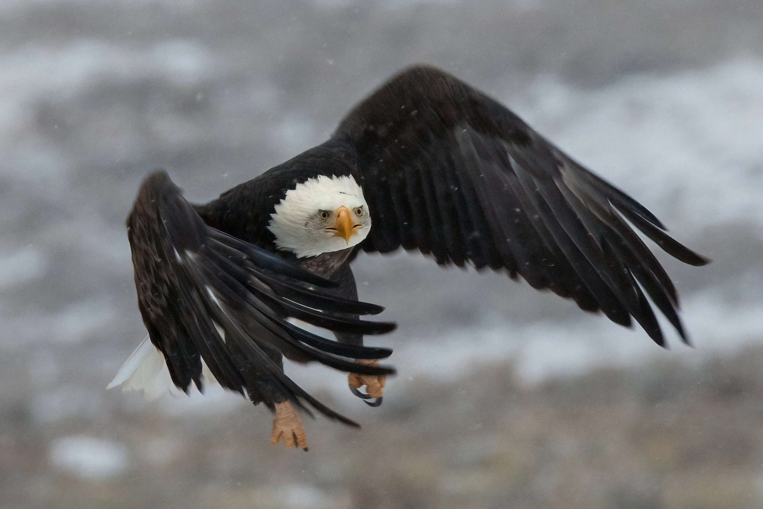 SWOOPING EAGLE – A Bald eagle swoops through the snow in Grand Teton National Park.