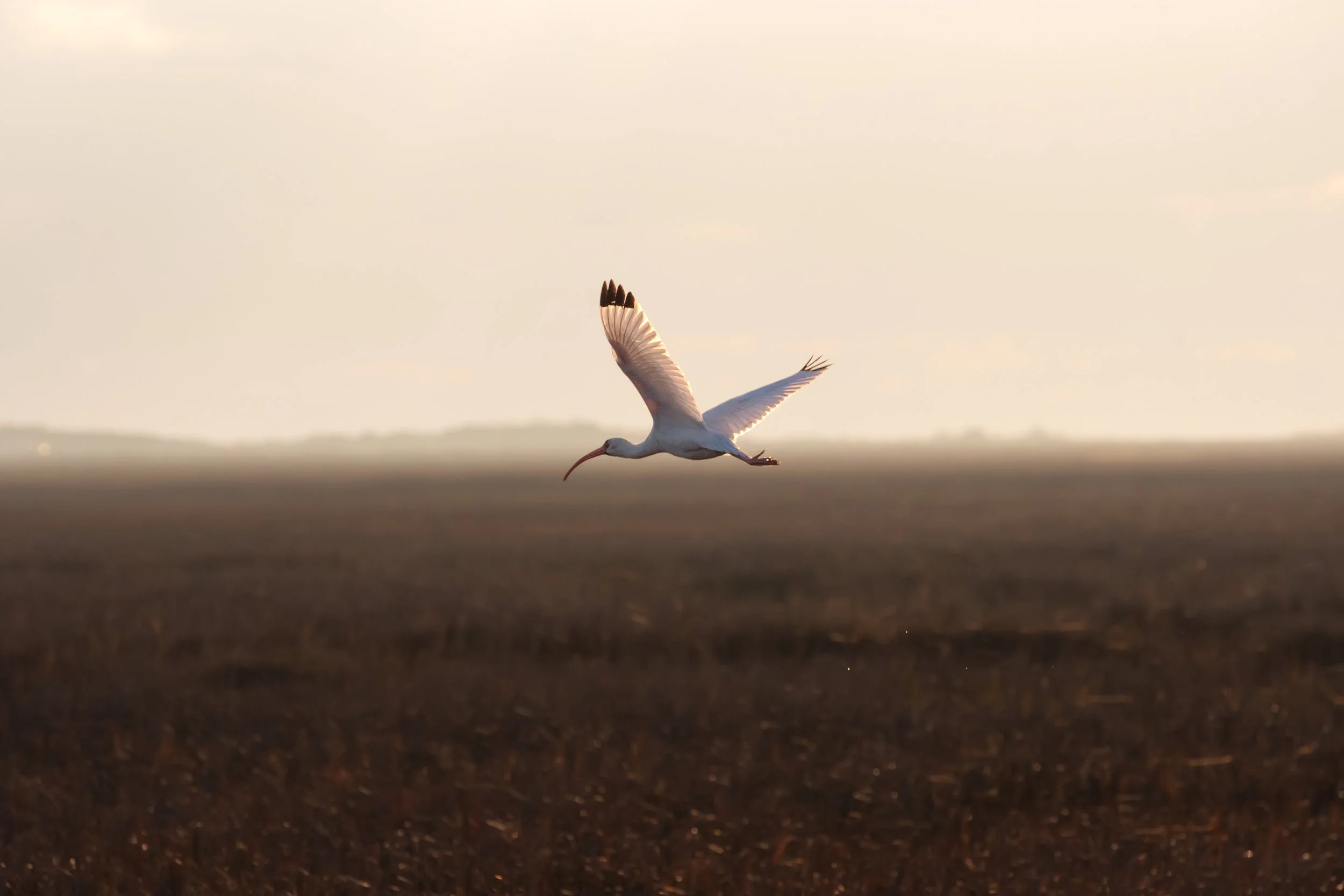IBIS AT SUNRISE – A white Ibis traversing the plains of Brazoria National Wildlife Refuge.