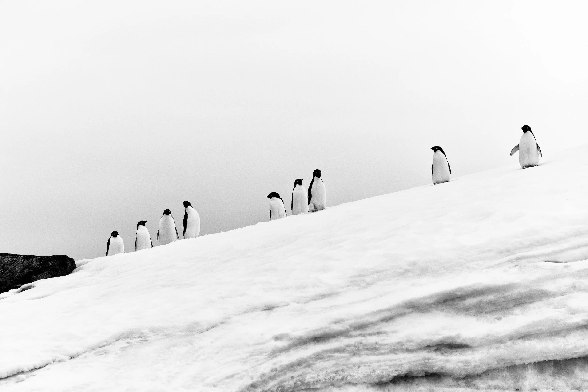 PENGUIN PARADE – Adélie penguins (Pygoscelis adeliae) line up along a snowy precipice at Prospect Point, Antarctica.