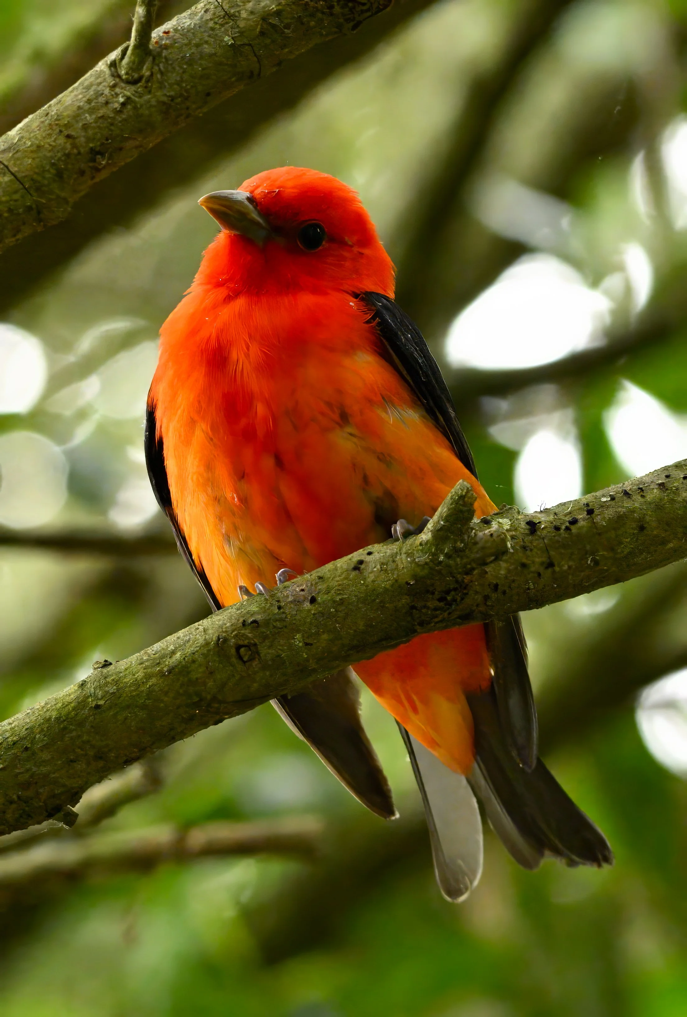 SCARLET TANAGER – A recent arrival to the Bolivar Peninsula of Texas, this male Scarlet Tanager prepares to find a mate. Scarlet Tanagers are seasonally monogamous and pair together for one breeding season.