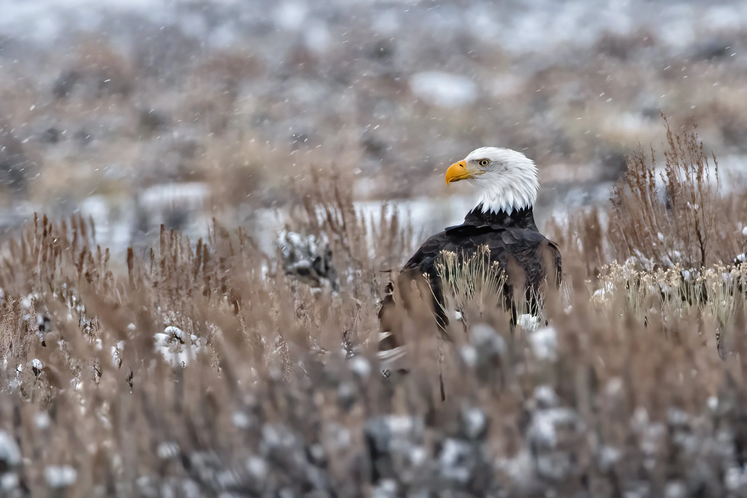 DavidMorring_EagleOnTheGround_DSC1869-Edit copy-DeNoiseAI-standard.jpg