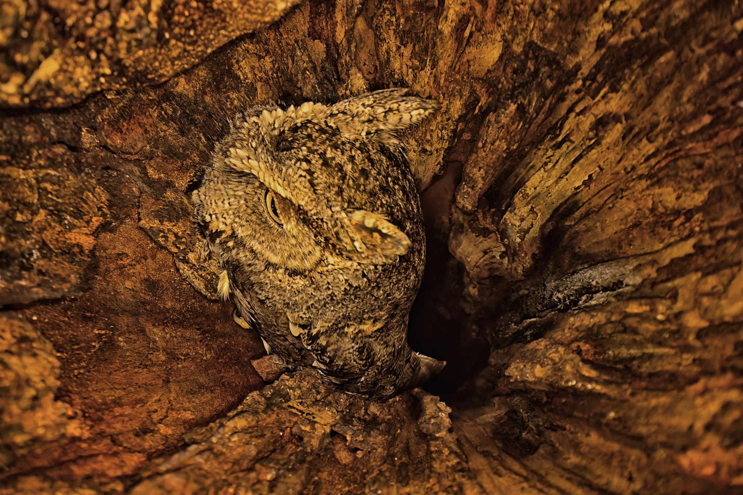 OWL IN THE TREE – I placed a 24mm Venus Laowa Periprobe lens in the hole of a hollow tree and discovered an Eastern Screech Owl burrowed inside. I love the unique perspective and how the Screech owl's feathers blend in with the trunk.