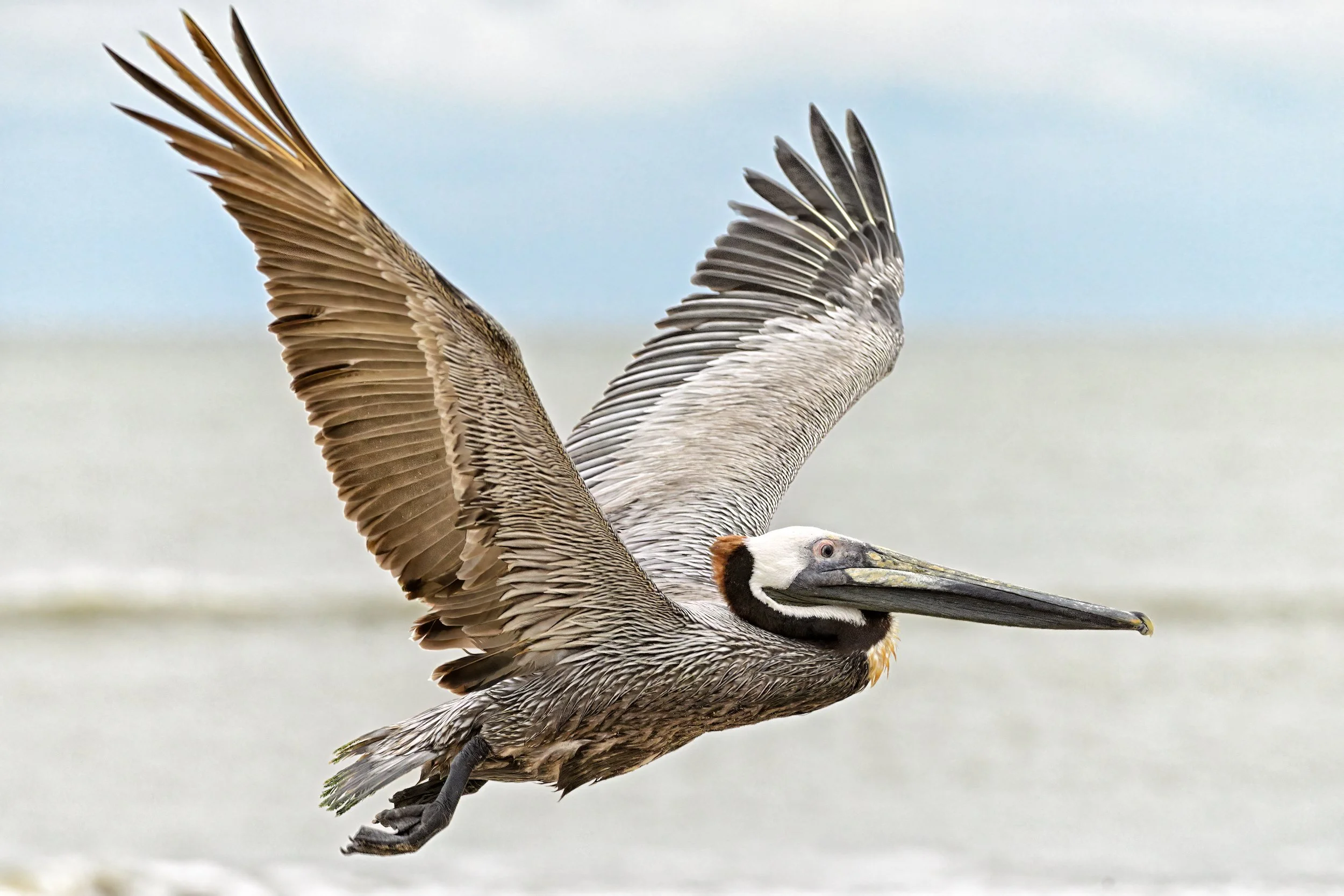 BROWN PELICAN ON THE BEACH – Vicious northerly winds along the Bolivar Peninsula coast create havoc for large waterfowl and migrating songbirds from Central America. But for a photographer, the winds create a wonderful opportunity to capture birds in