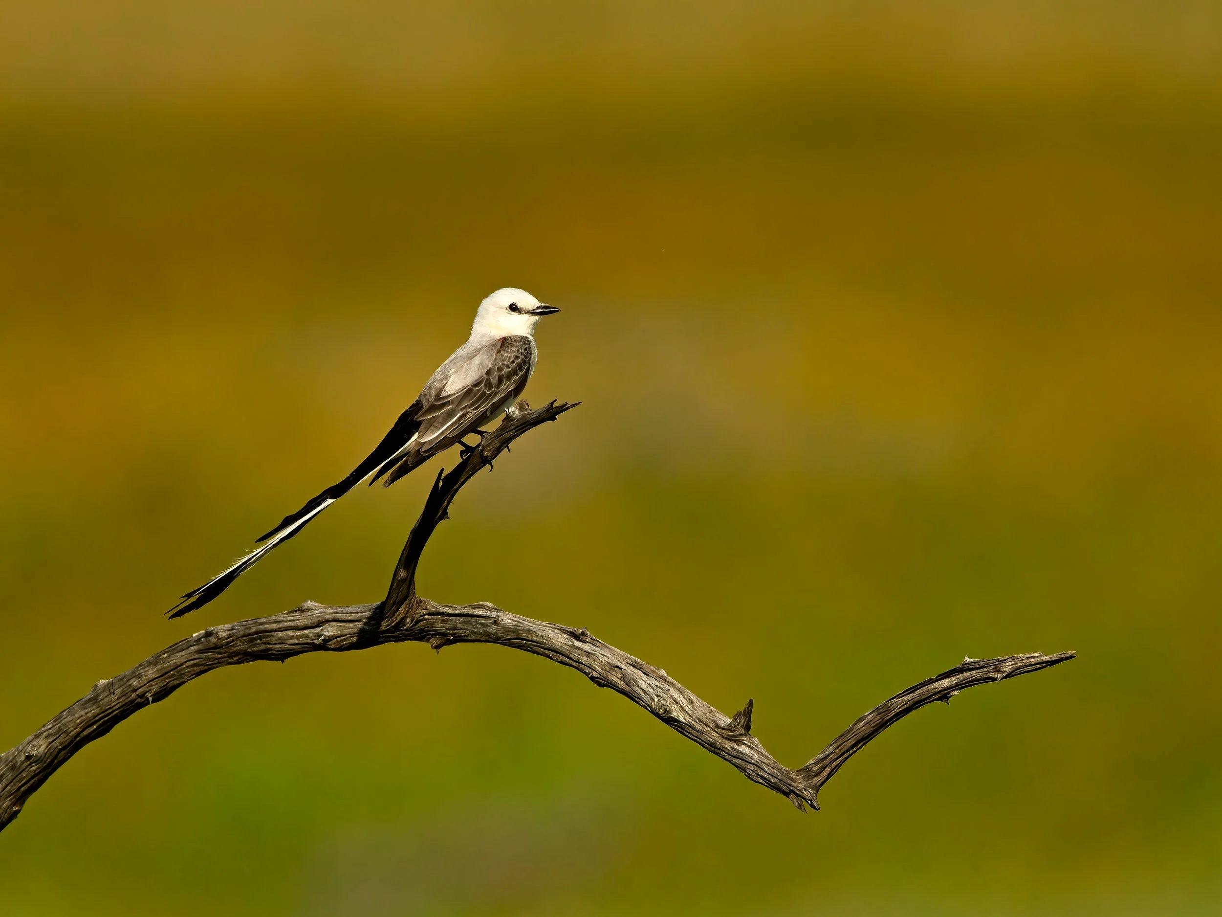 SCISSOR-TAILED FLYCATCHER – The simplicity of this shot allures me. The perfect profile. The angle of the limb. The contrast of the white head with the bronze background.