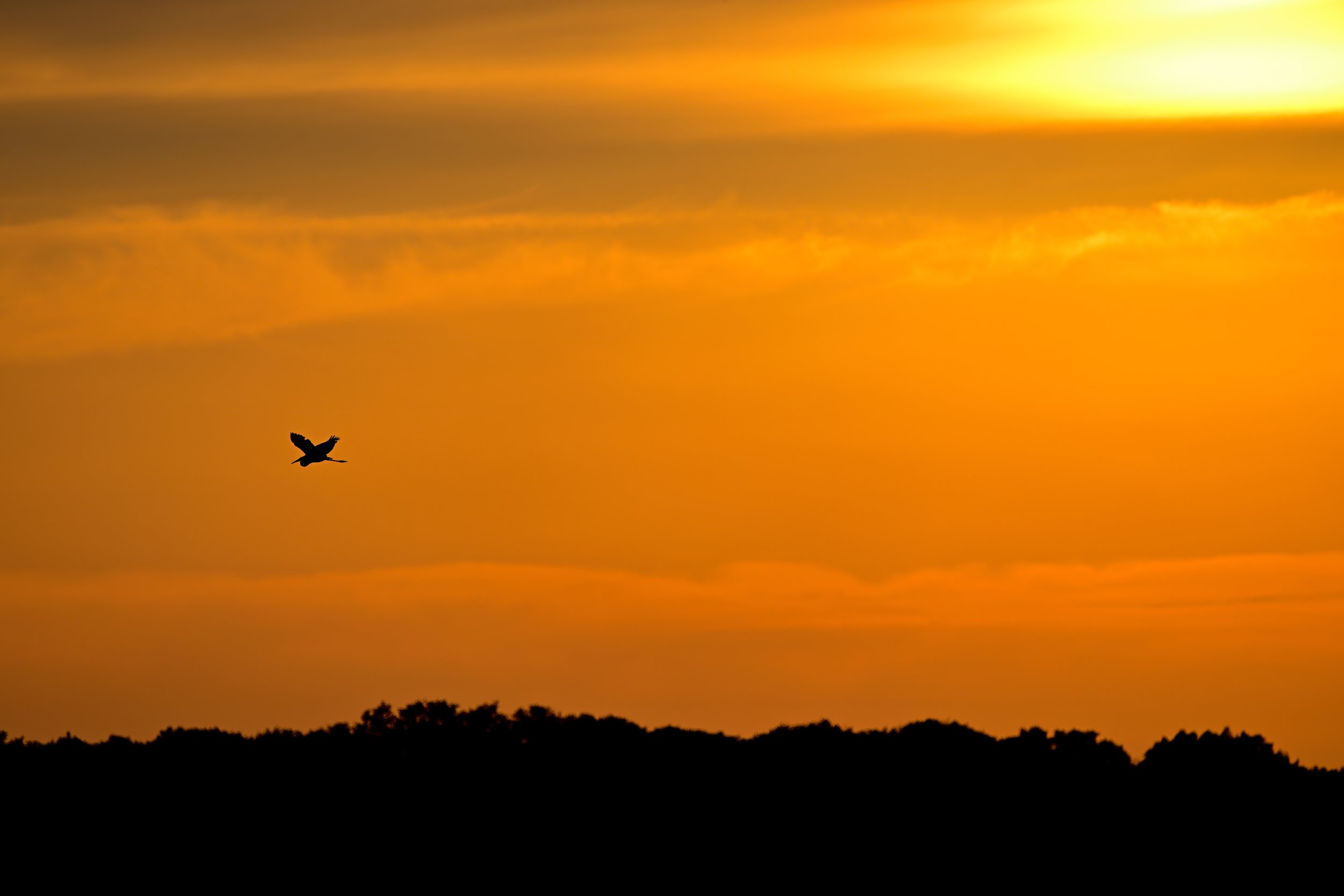 Great Blue Heron at Sunset_HIT7886-DeNoiseAI-severe-noise srgb copy.jpg