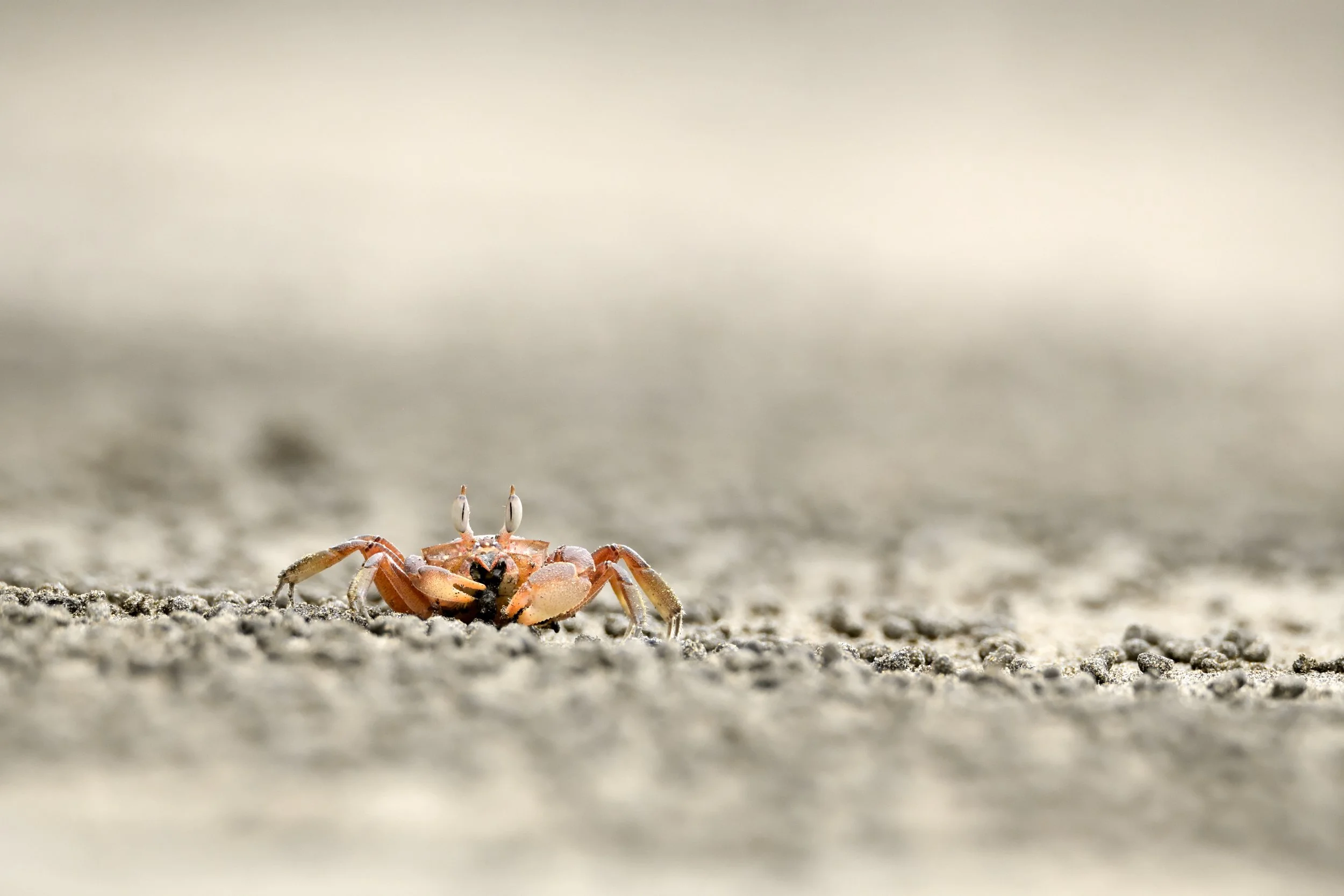 Painted Ghost Crab_WAR0338 srgb copy.jpg