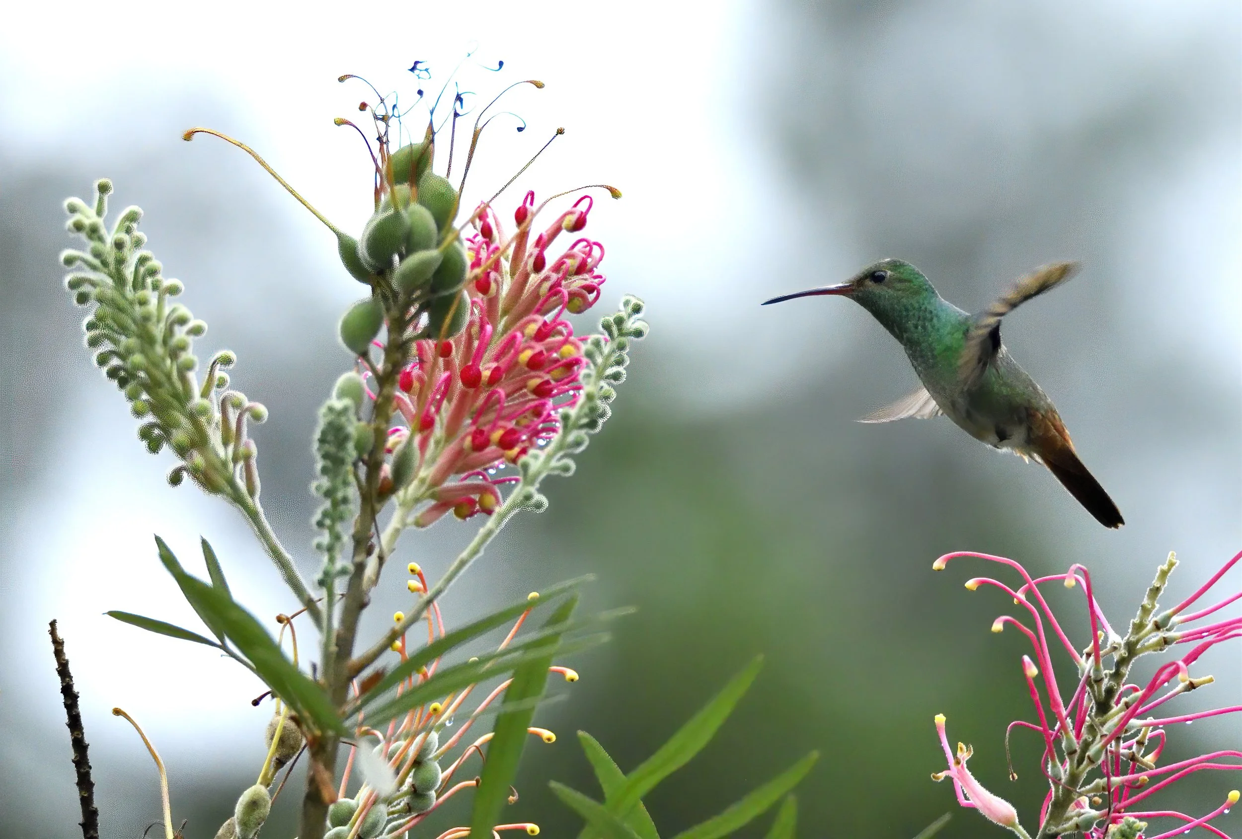 RUFOUS-TAILED HUMMINGBIRD –  Photographed at the Tifakara Birding Oasis in La Fortuna, Costa Rica.