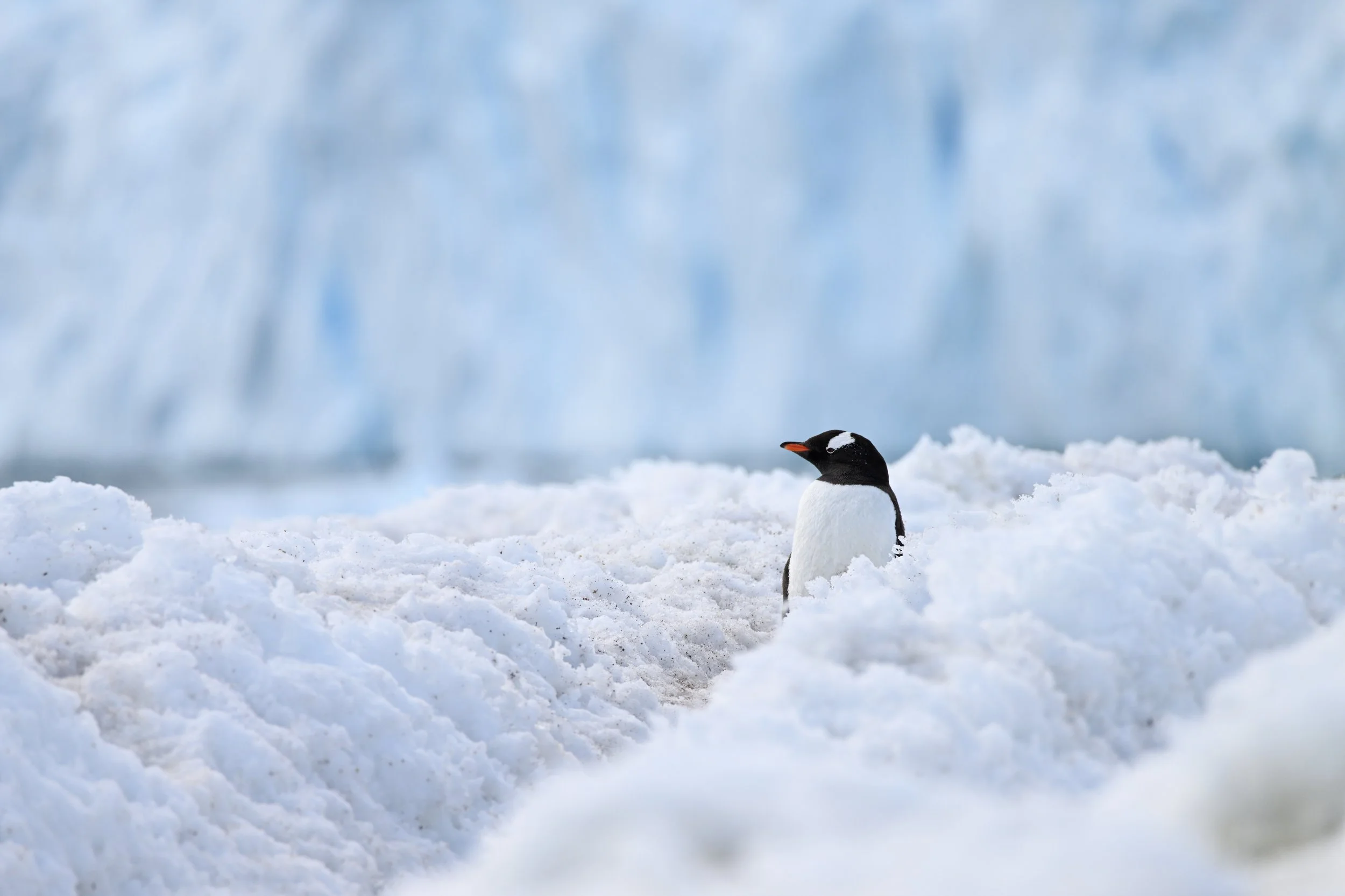 THE LONE GENTOO – Gentoo penguins create deeply-cut paths in the snow known as "penguin highways." I captured this lonely gentoo as it walked along a particularly desolate stretch on the shore of Neko Harbour.