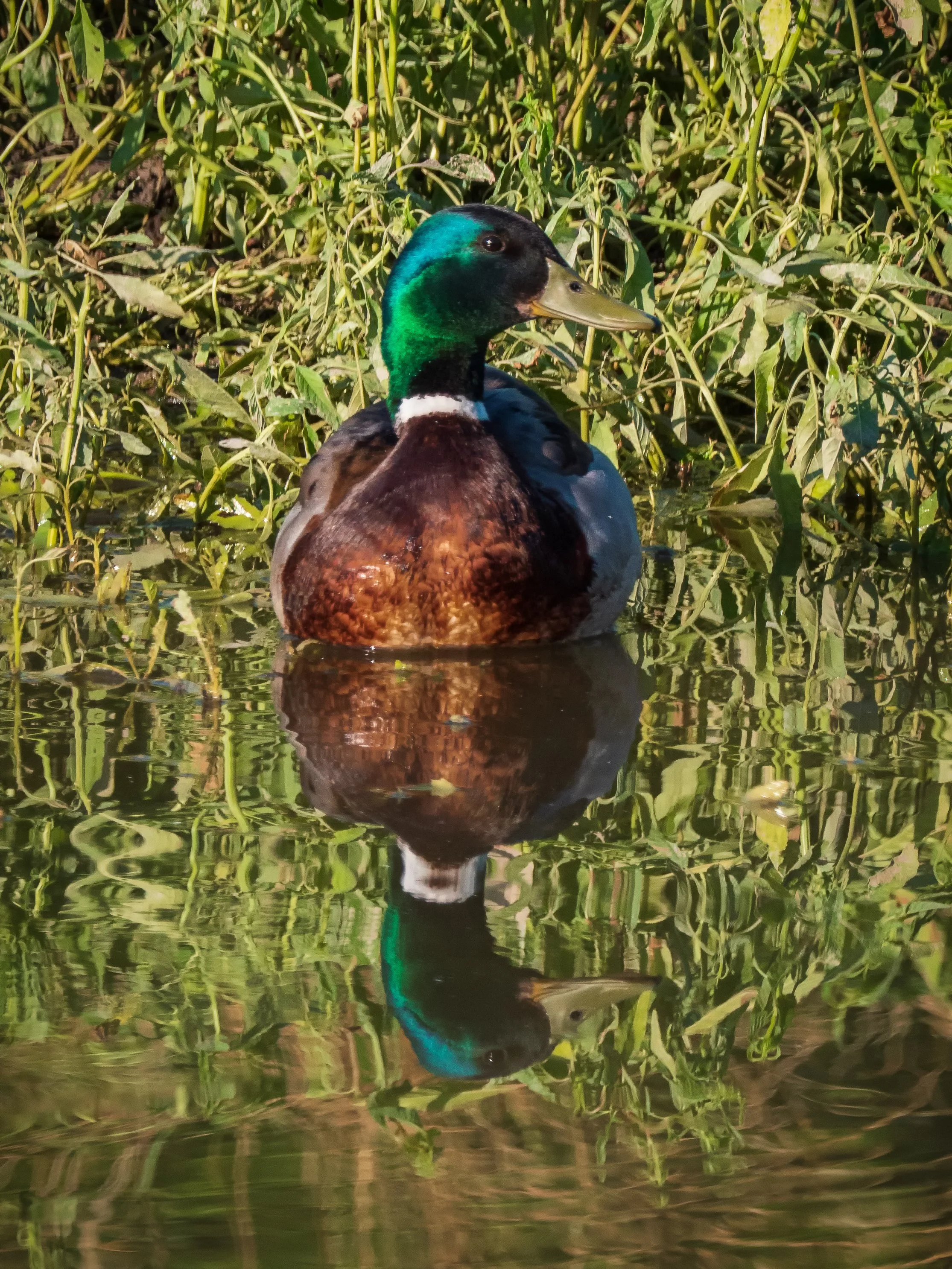 REFLECTING ON DUCKS I – A male mallard poses on the edge of a small pond.