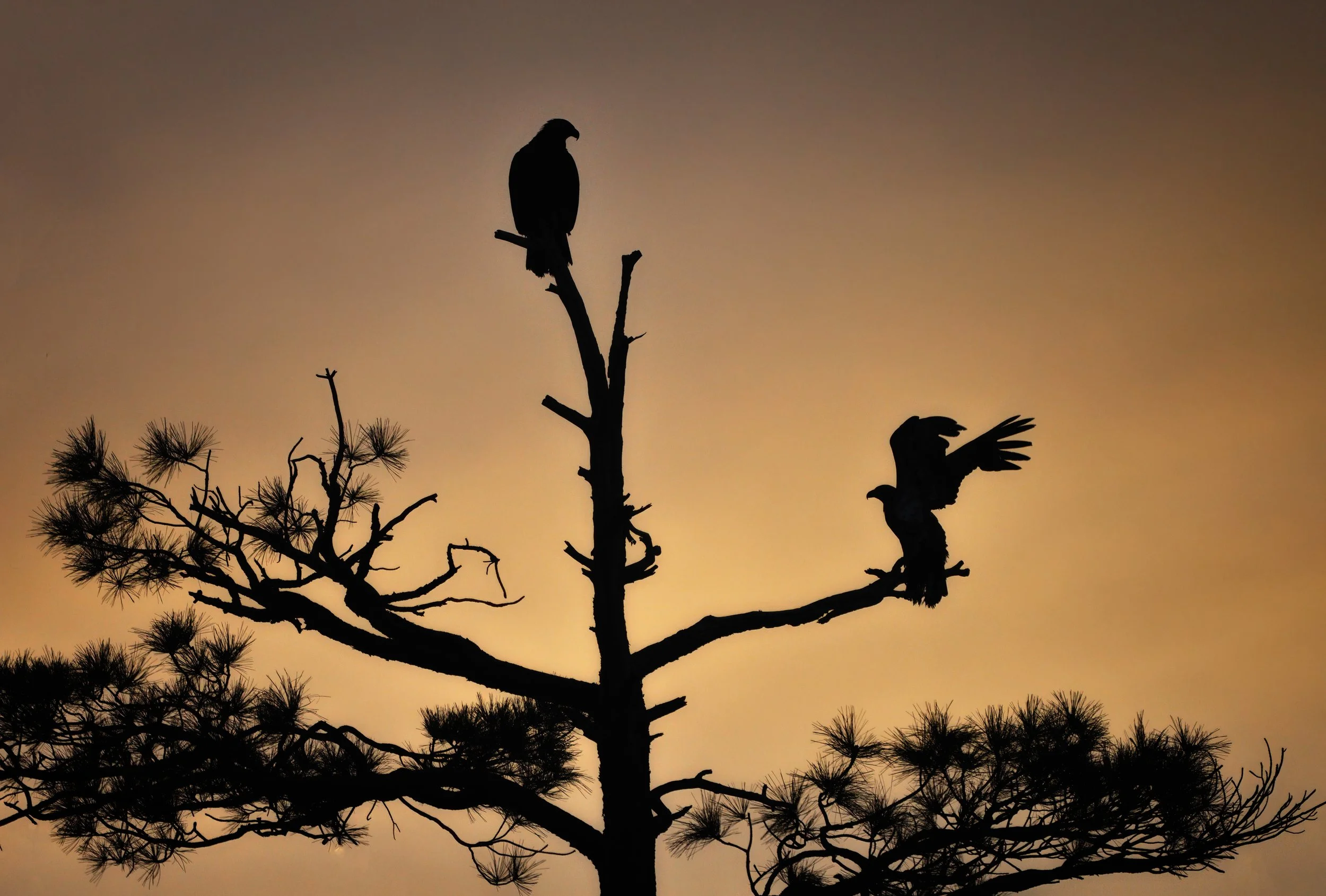 EAGLES AT SUNSET – While circumnavigating Lower Goldwater Lake at dusk, I spied two juvenile Bald eagles perched in a treetop. Perfectly silhouetted by the setting sun, one of the eagles graciously spread its wings for the shot.