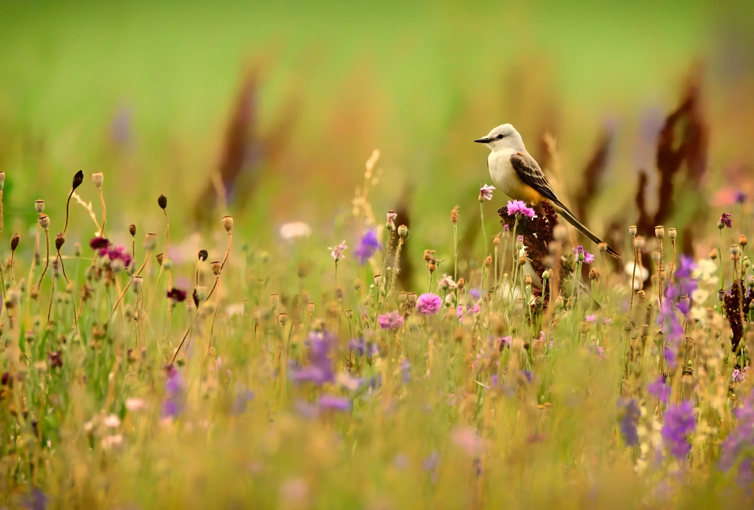 _HGM4412-topaz-denoise_PS_SL.jpg