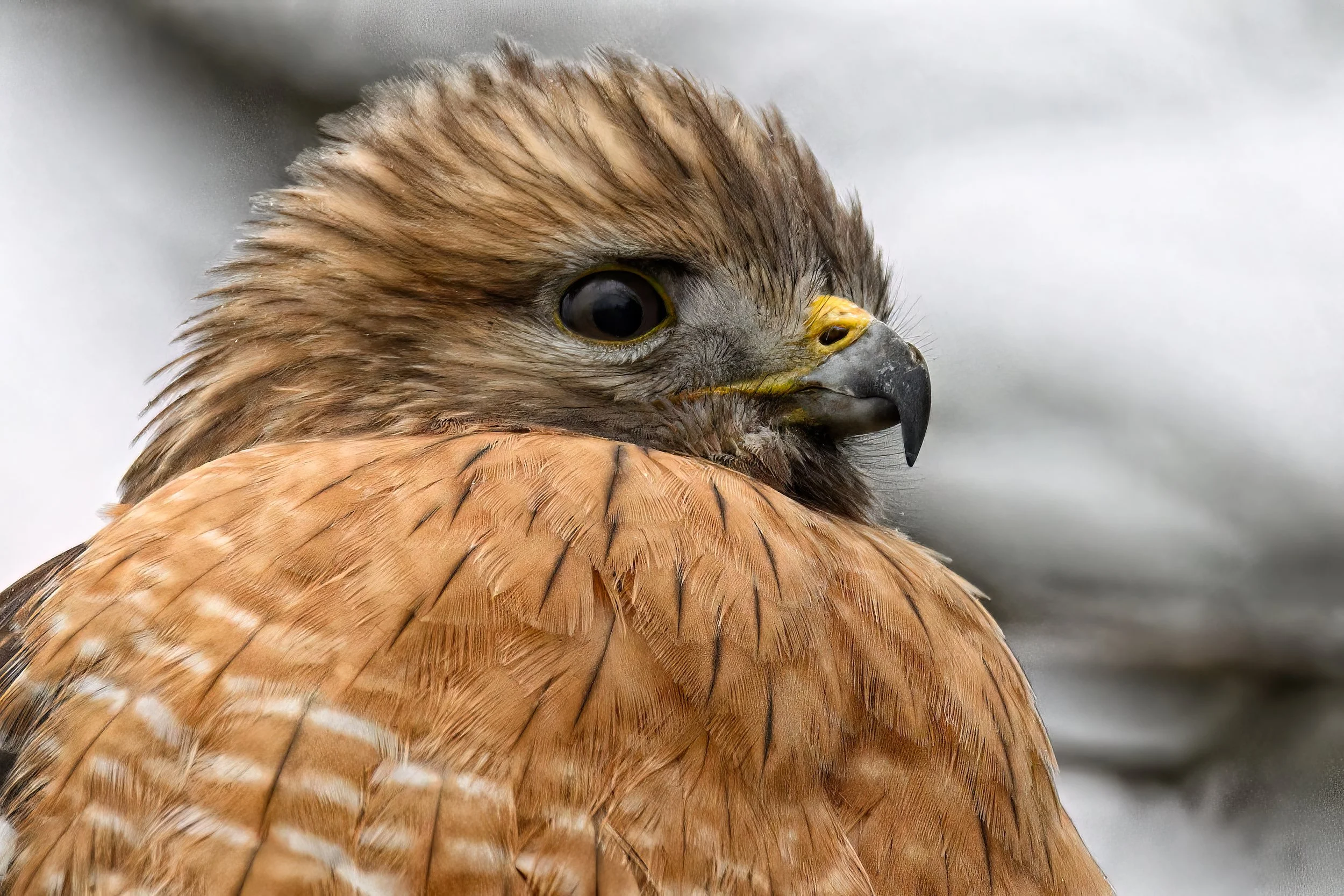 TIME FOR YOUR CLOSE UP – This Red-shouldered hawk allowed me to approach within ten feet to capture this magnificent profile.