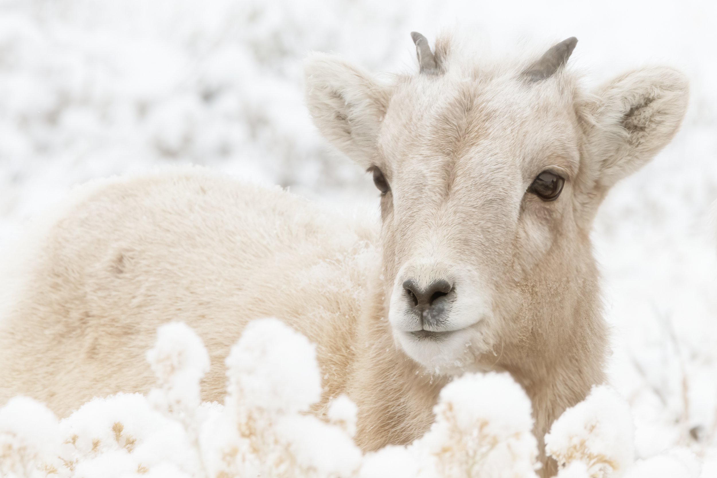 LAMB IN THE SNOW – A Bighorn sheep lamb blends in with the snow-covered bitterbrush of Jackson, Wyoming.