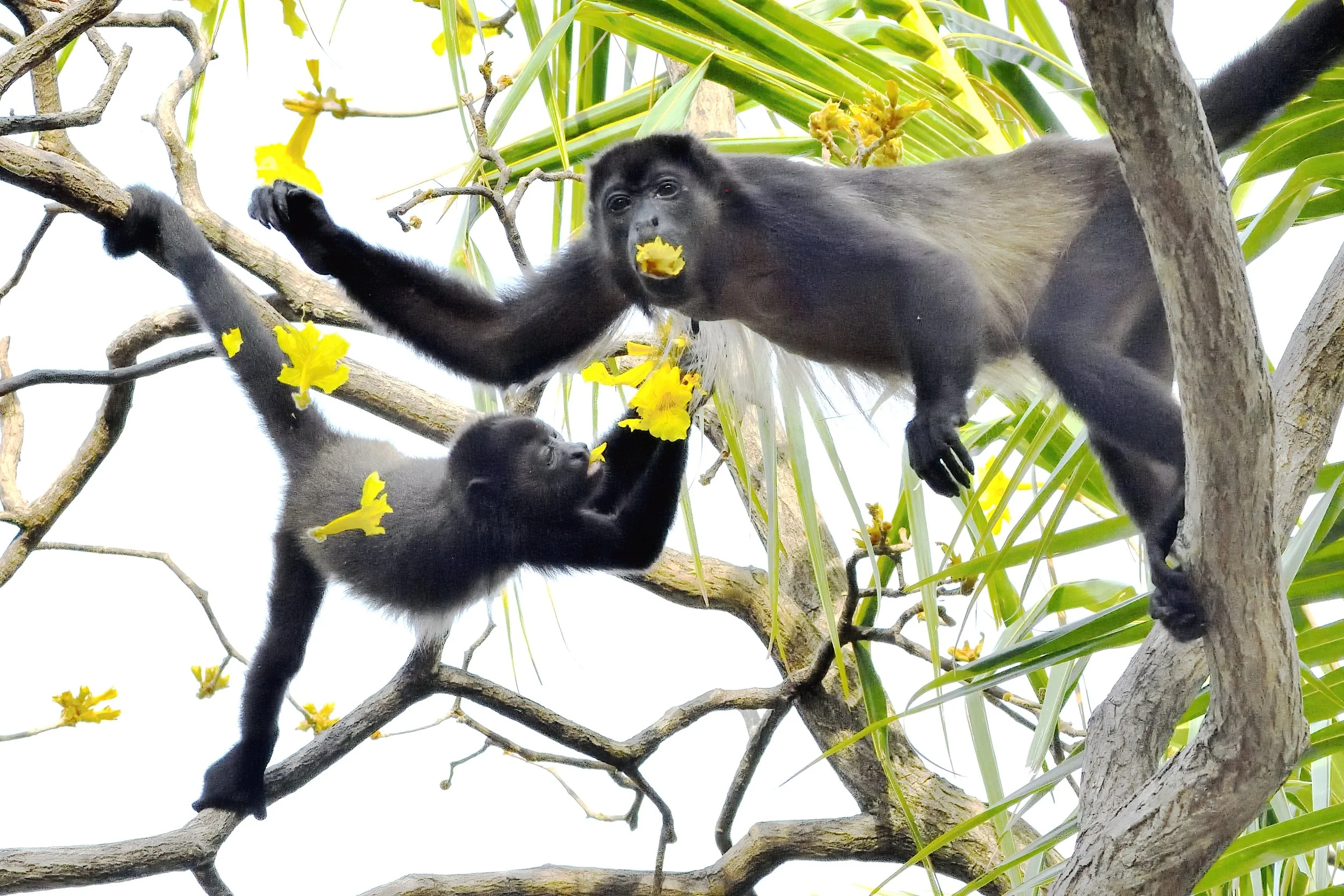 TWO LITTLE MONKEYS – Early one morning along Playa Hermosa, Costa Rica, I heard the loud cry of howler monkeys. Within 30 minutes the blossoms of the Cassia fistula tree had been stripped bare.