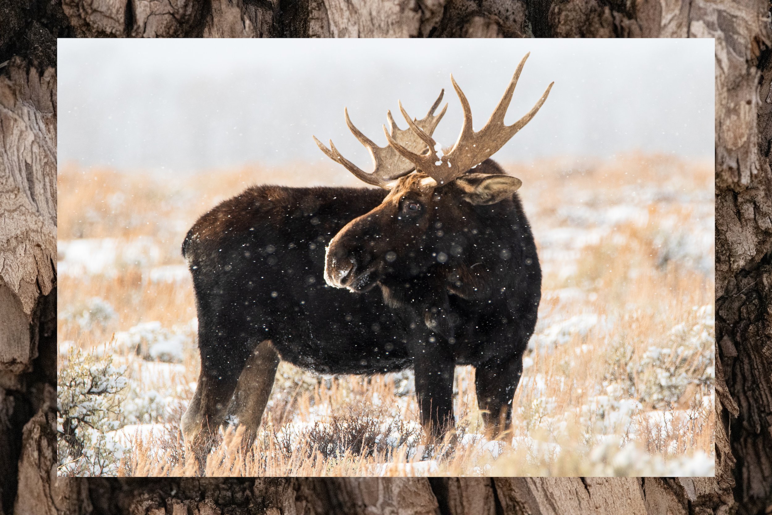 THE HAPPY MOOSE - Dawn sunlight gives a young bull moose a morning bath in Grand Teton National Park.