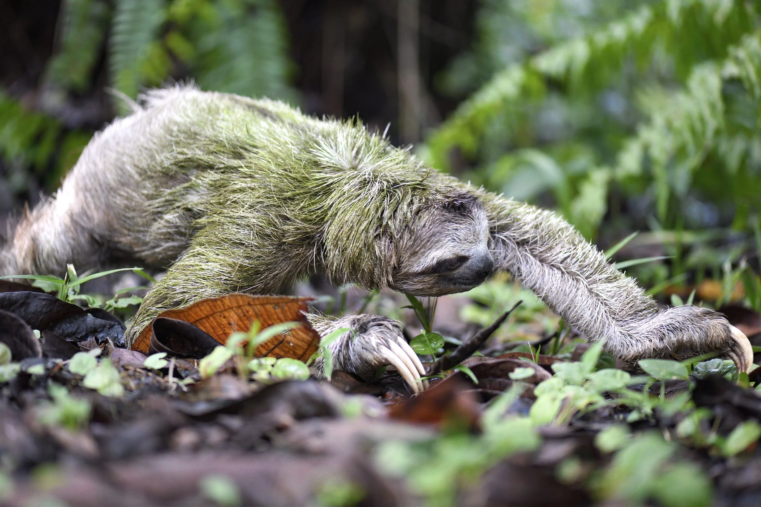 CREEPY CRAWLER – I got on my belly to capture this Three-toed sloth as it crawled across the Panamanian rainforest floor.