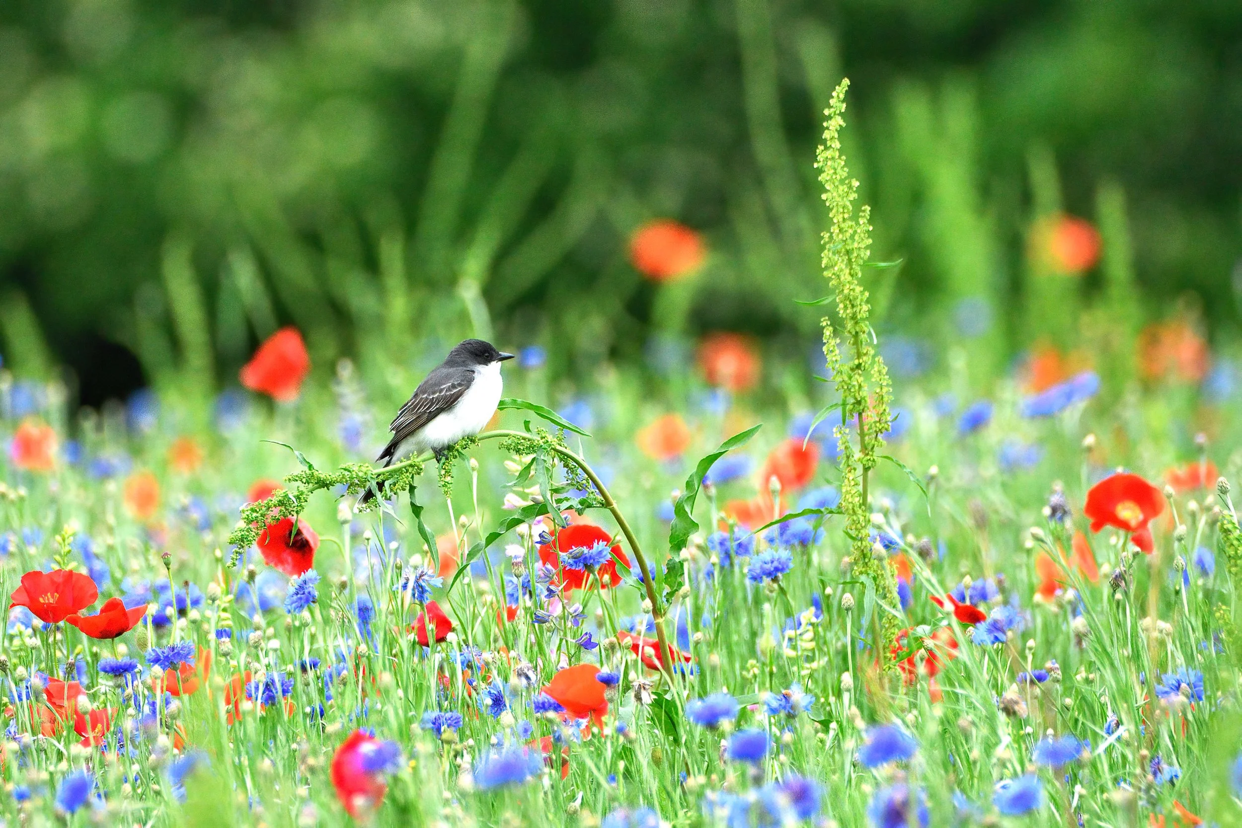 Cowbird_LMK1102-DeNoiseAI-clear copy 2.jpeg