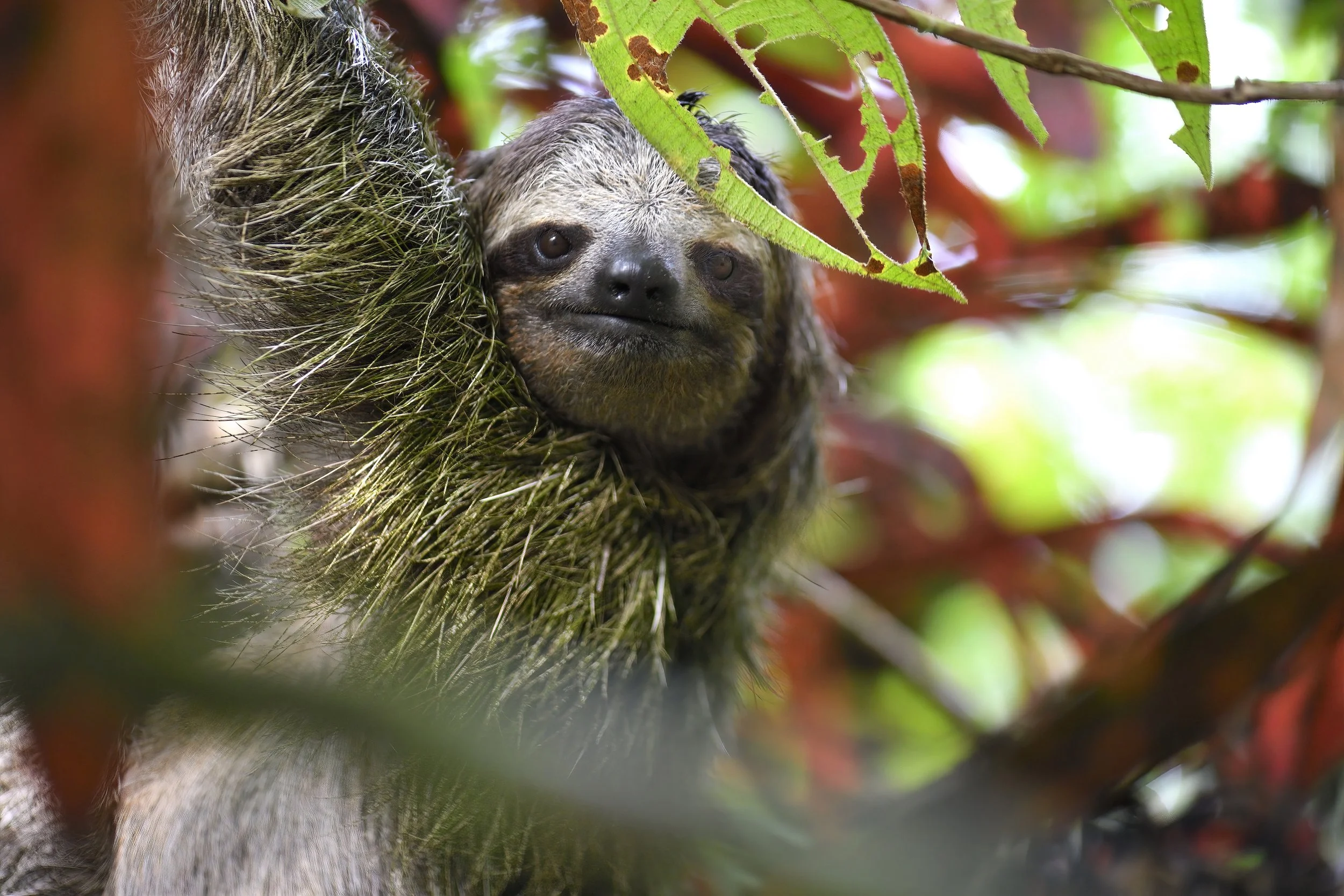 FACETIME – I came face-to-face with a Three-toed sloth. 