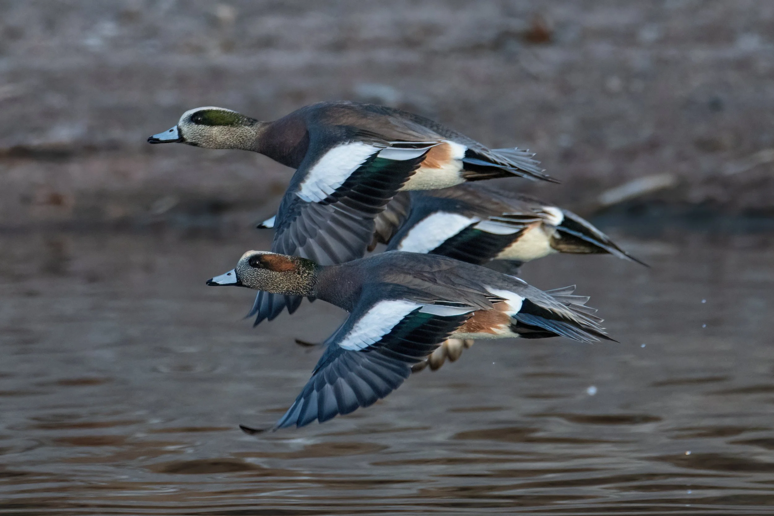 AMERICAN WIGEONS – I captured these waterfowl taking off along the shore of Bufflehead Lake in Littleton, Colorado.