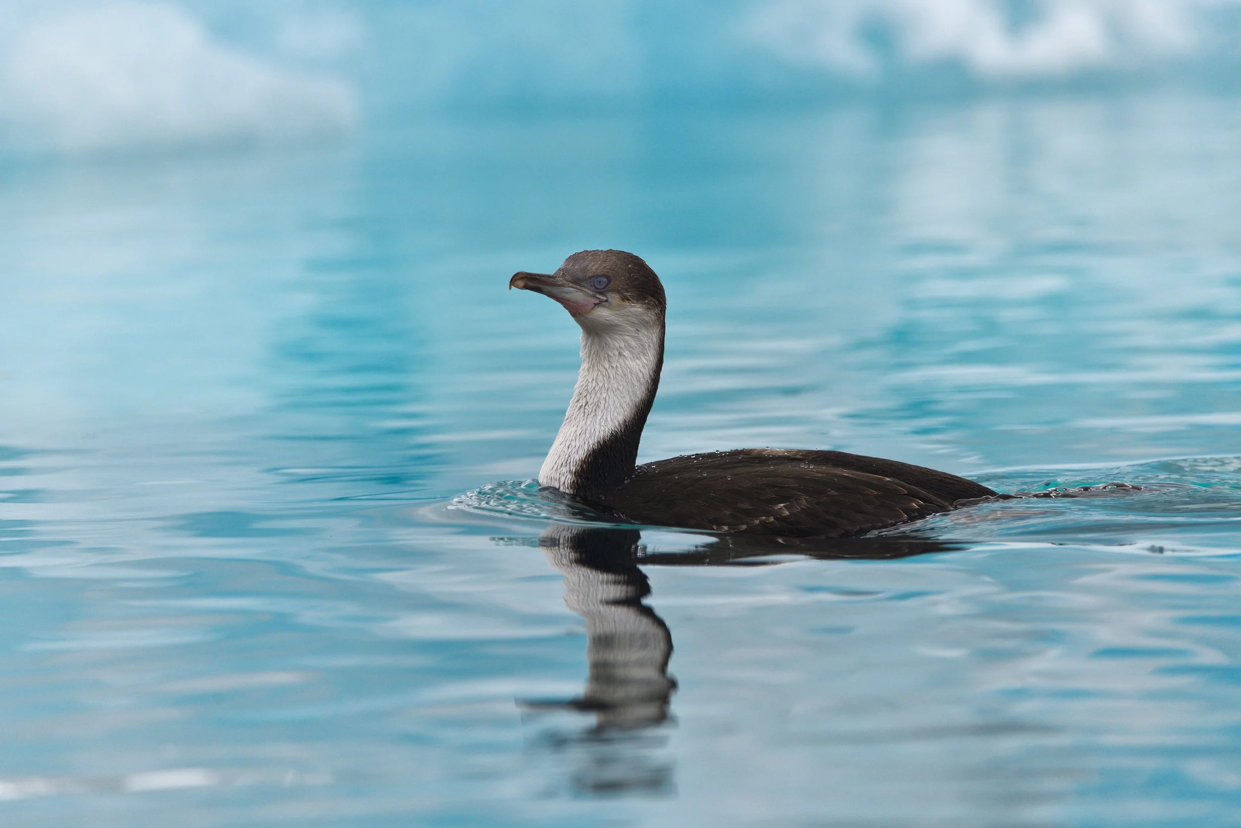 OLD BLUE EYES – While trolling in the ice-infested waters of Prospect Point, my eye caught this Antarctic shag swimming in the blue reflection of a nearby iceberg.