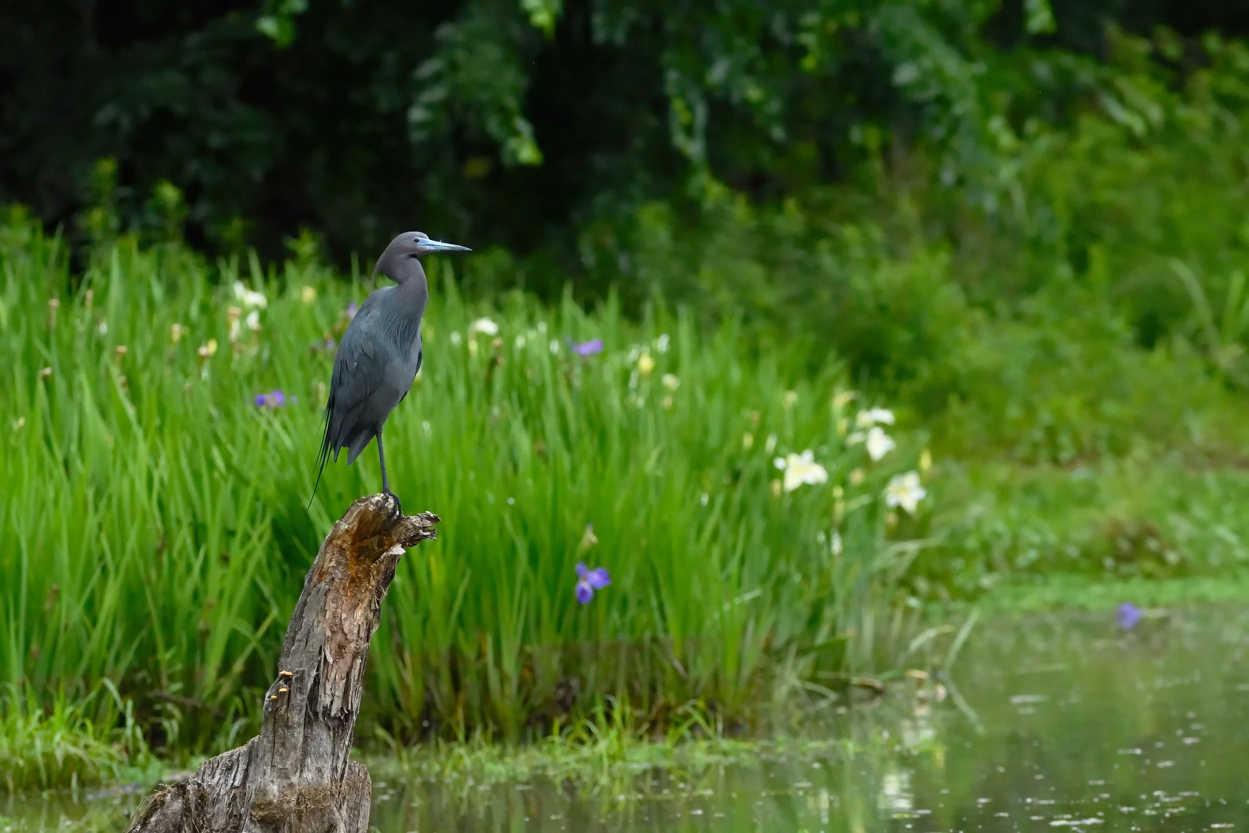 LITTLE BLUE HERON – Connemara Meadow is a nature preserve tucked in the suburban sprawl of Allen, Texas that's surprisingly rich in wildlife variety. 