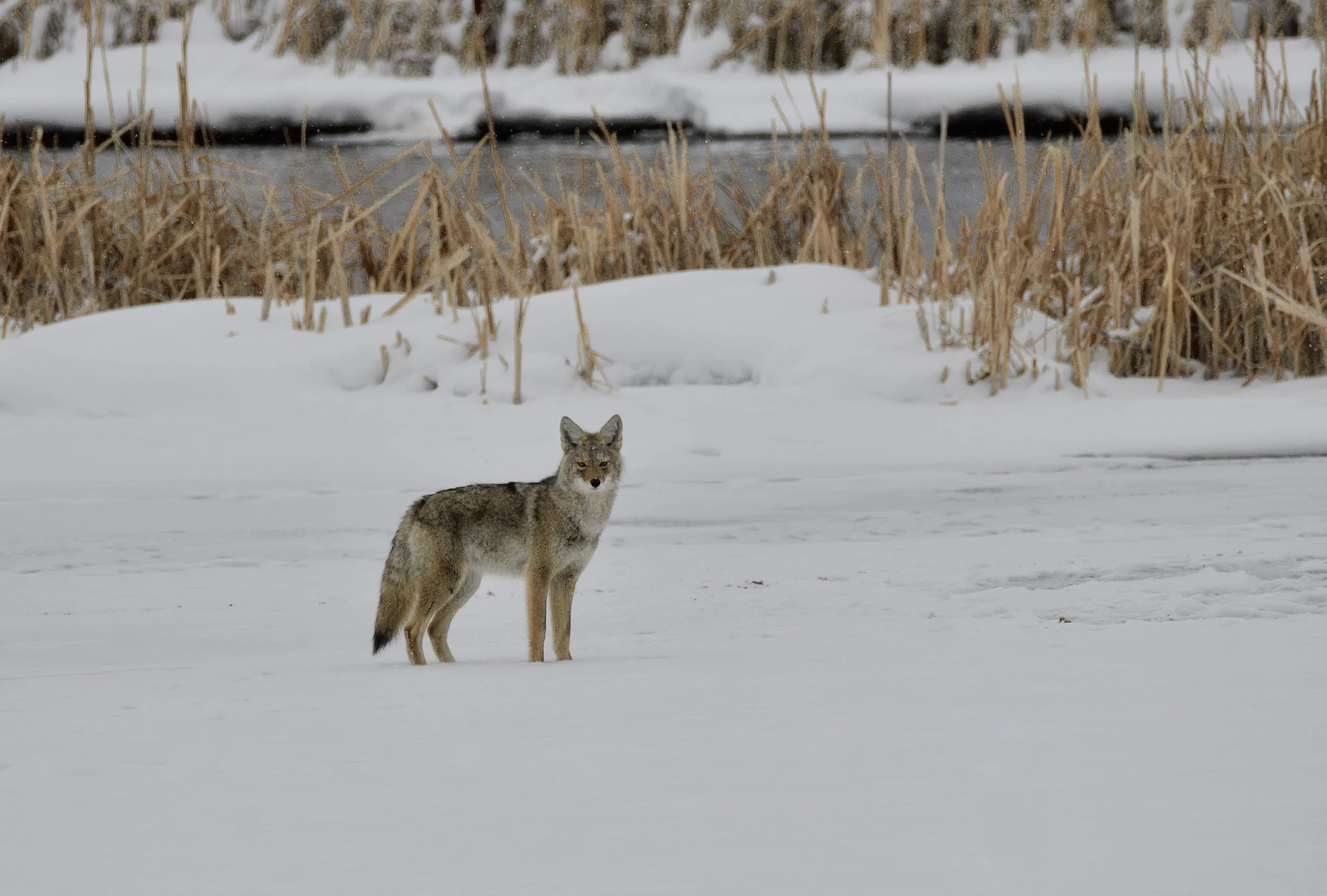 _DSC3066-SharpenAI-softness copy.jpg