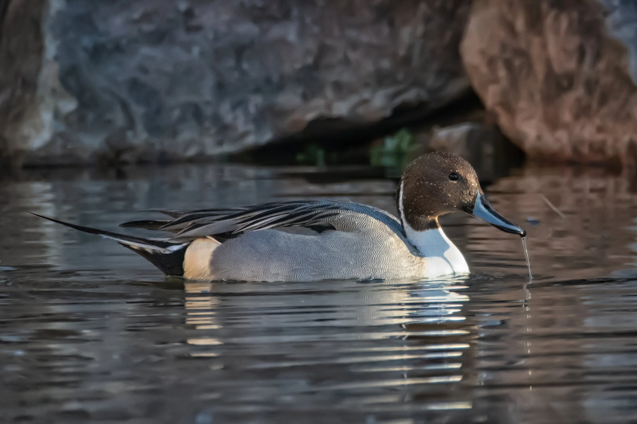 Northern pintail duck_DSC0298-Edit-DeNoiseAI-low-light.jpeg