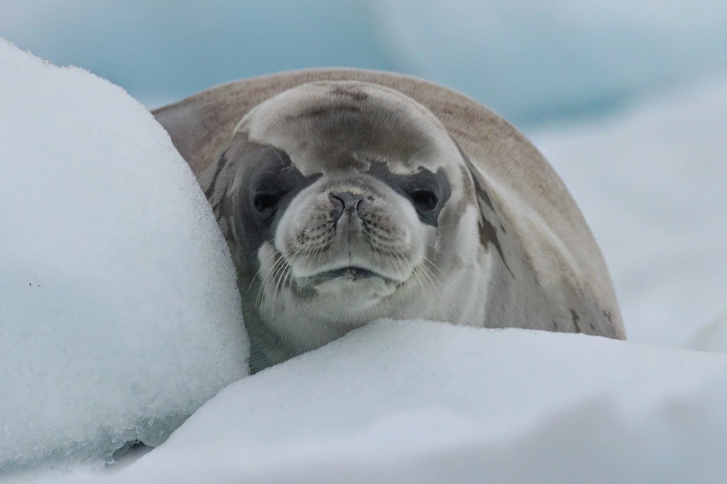 WEDDELL SEAL – While exploring the coastline of Antarctica in a Zodiac raft, a molting Weddell seal peeked up from a floating piece of ice just as we passed by.