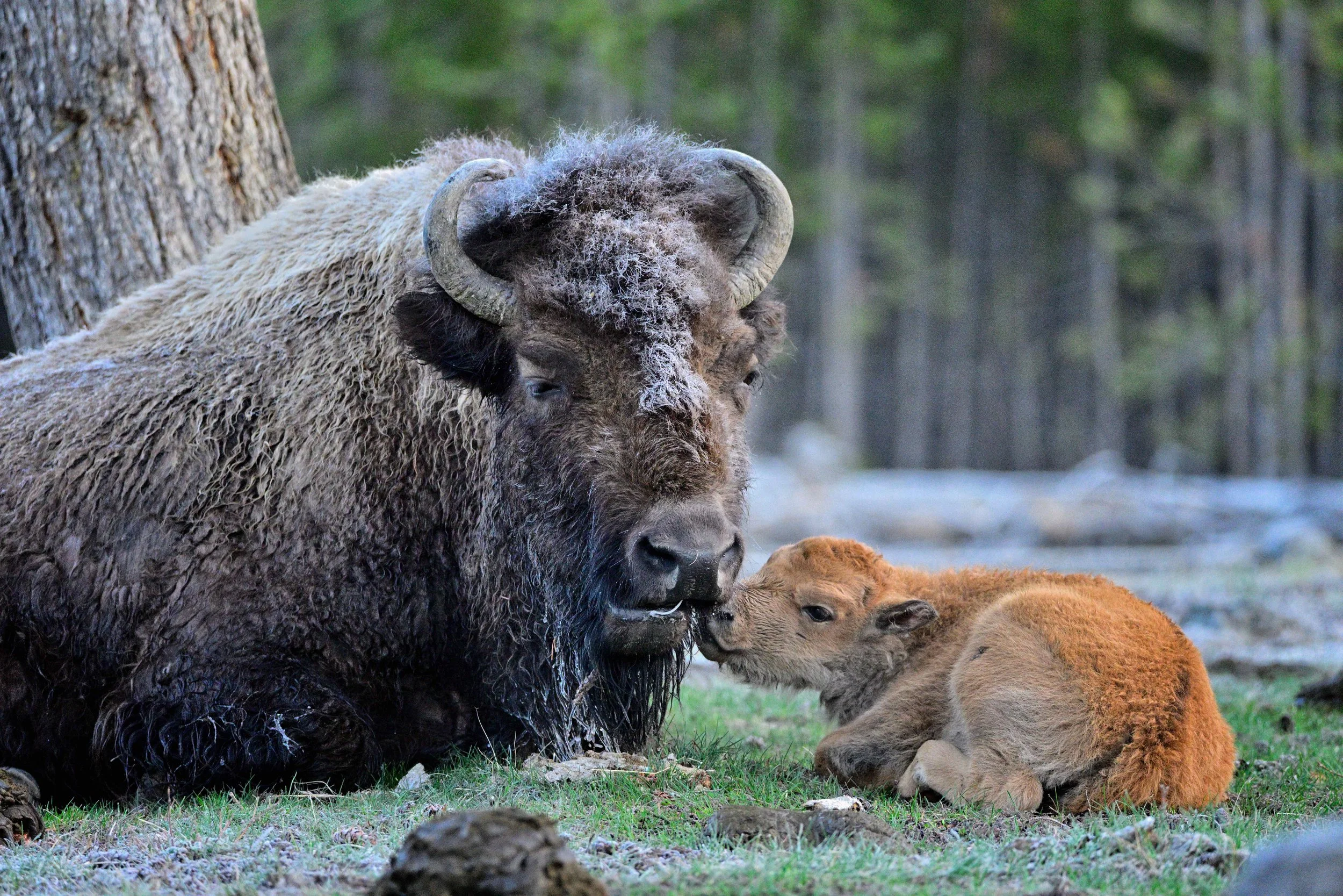 BISON AND RED DOG – A young bison, known as a red dog, has an affectionate moment with its mother in Yellowstone National Park.