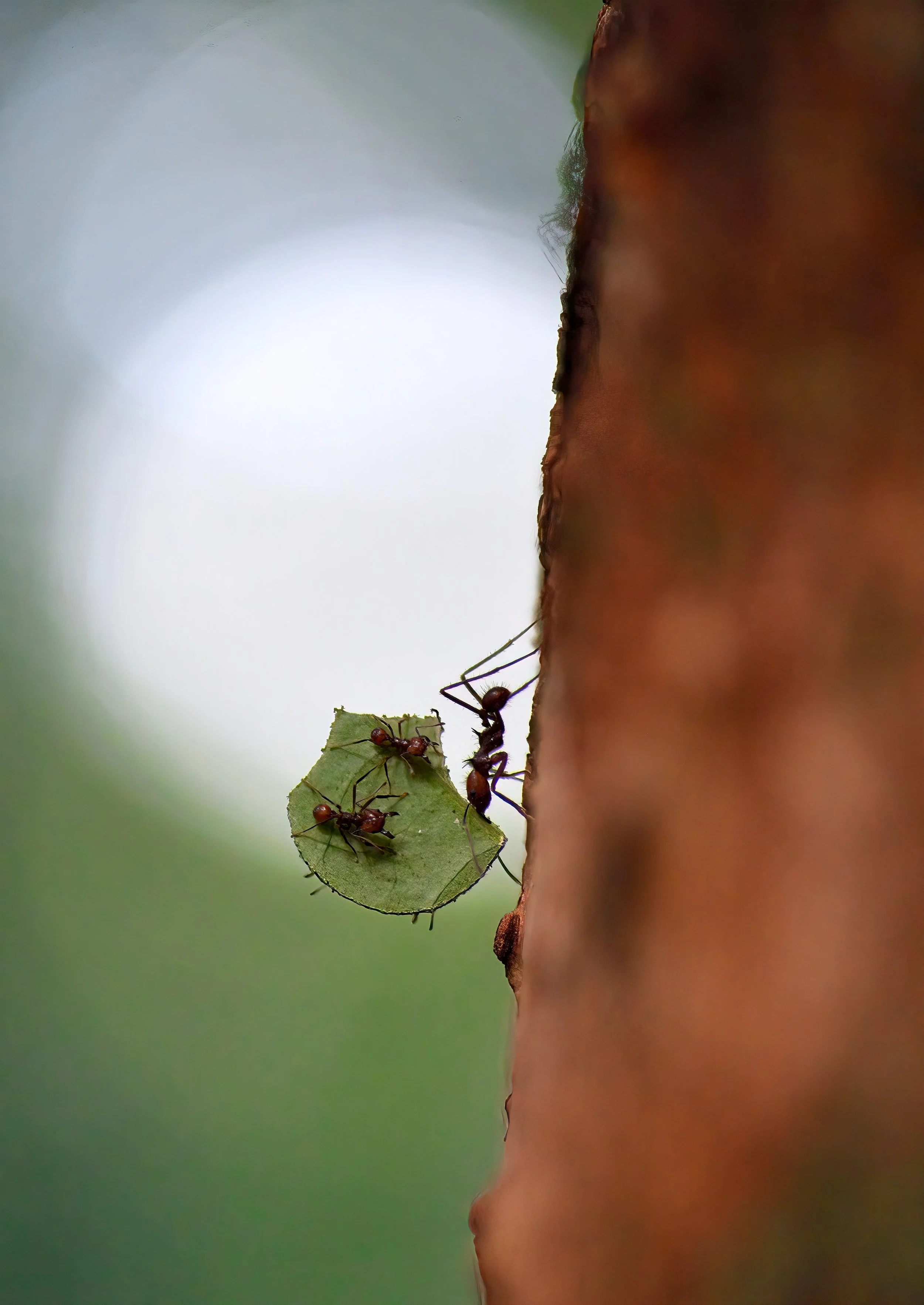 LEAF-CUTTER ANT – Each evening, leafcutter ants march into the deeper unknowns in the rainforest defoliating the trees. 