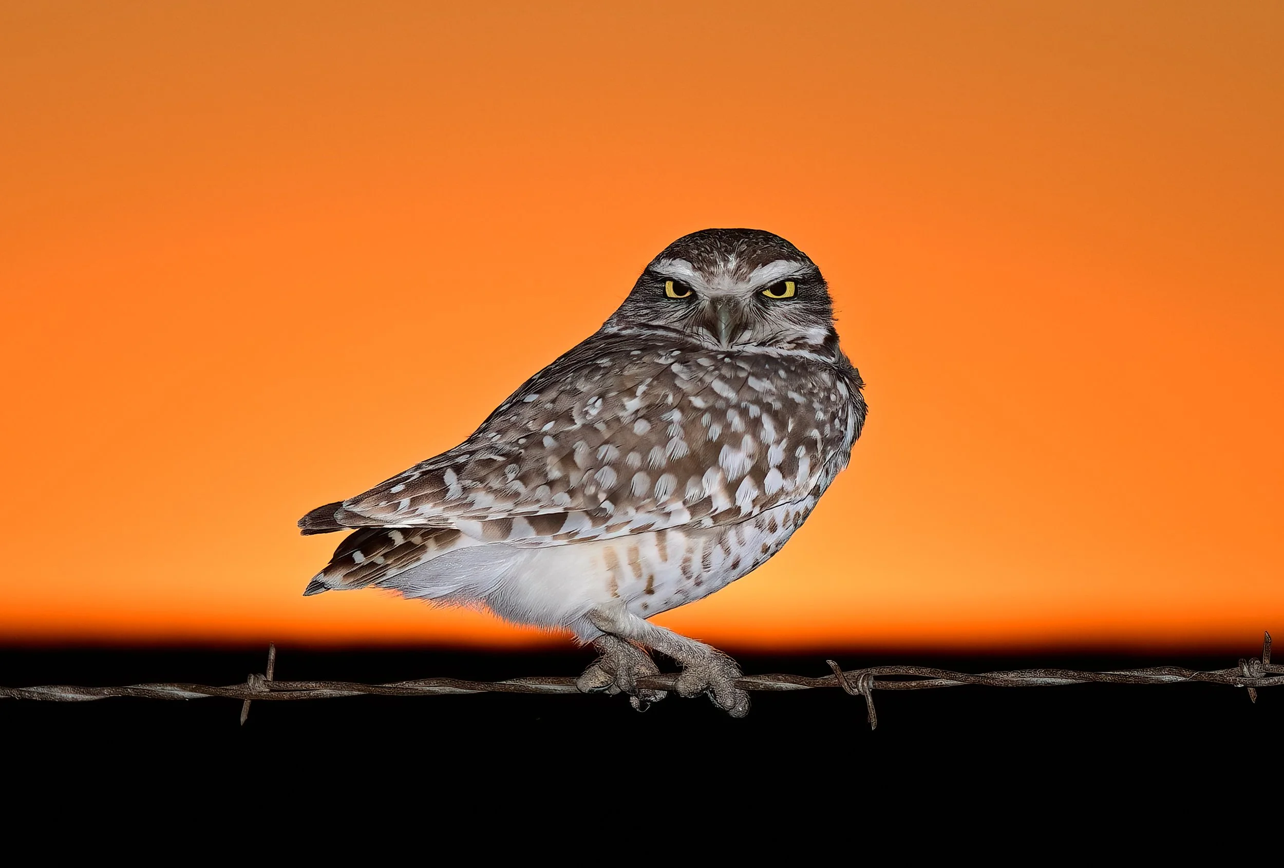 BURROWING OWL AT SUNSET – This Burrowing Owl of Central Texas posed for me on a barbed-wire fence just as the sun said adios.