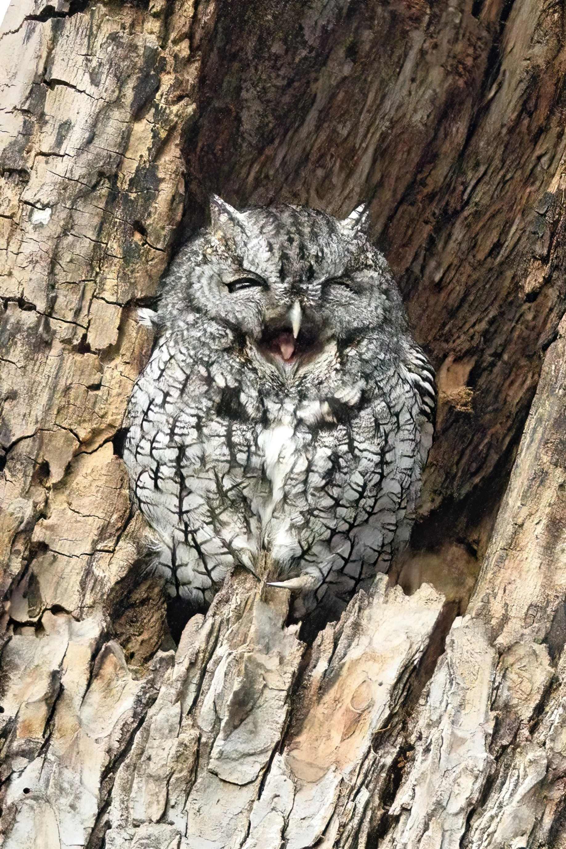 _PAN5941-SharpenAI-focus-DeNoiseAI-severe-noise.jpg