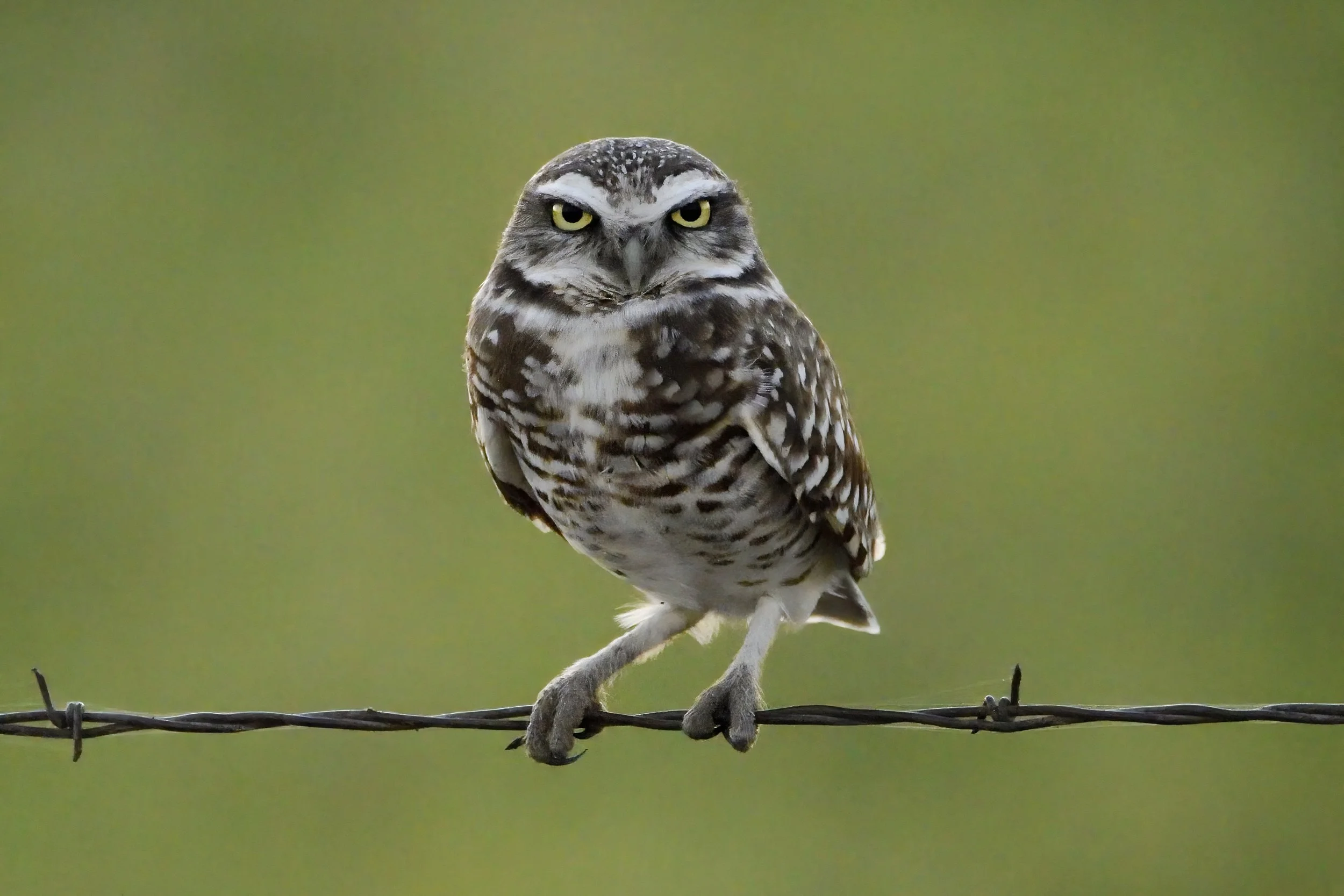 CURIOUS OWL – An inquisitive Burrowing owl wondering where I came from.