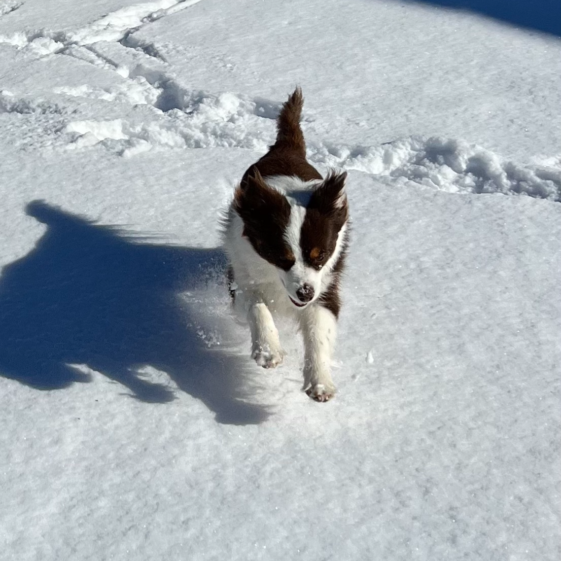 Miniature Aussy Shepherd running in snow.