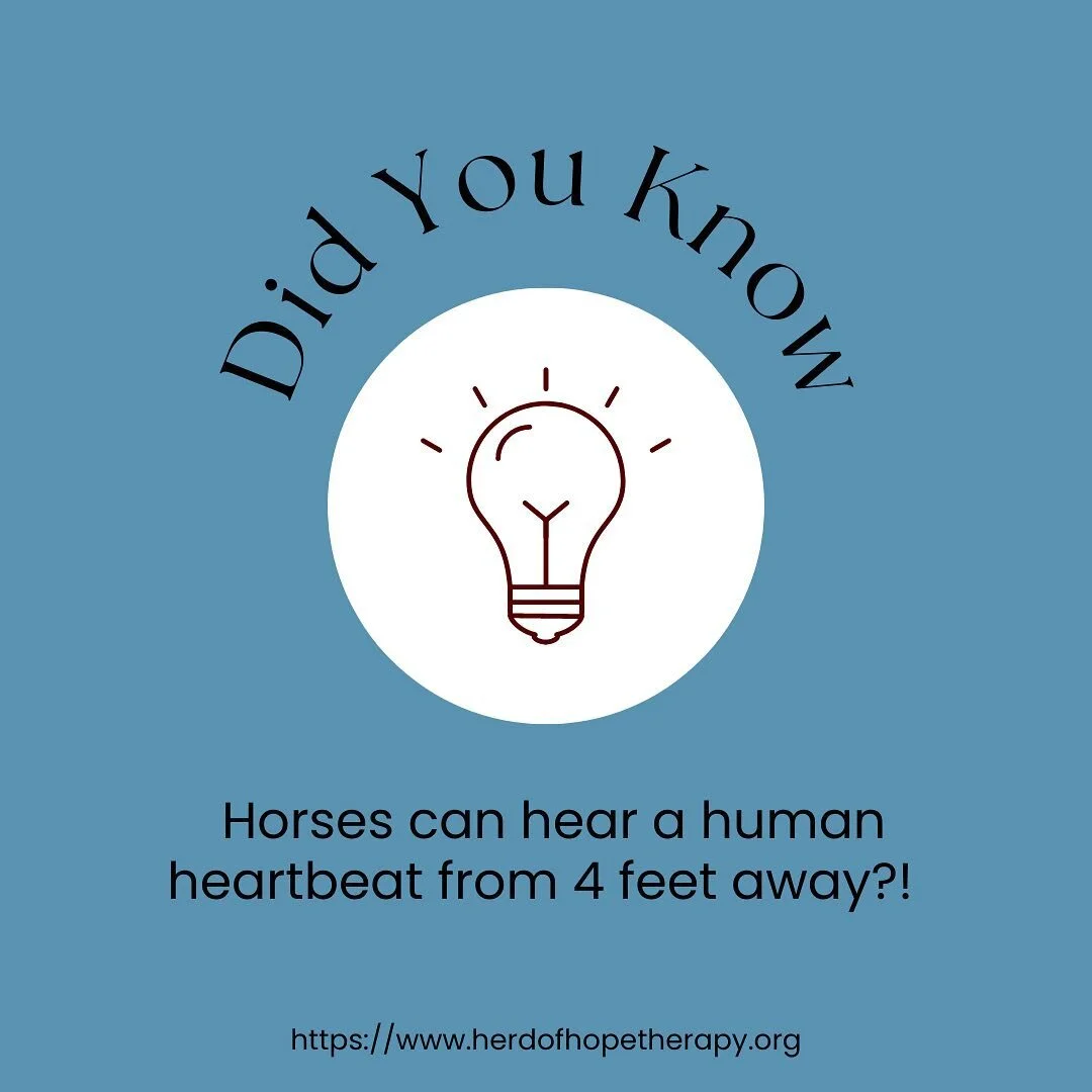 Herd of Hope EquineAssisted Therapies