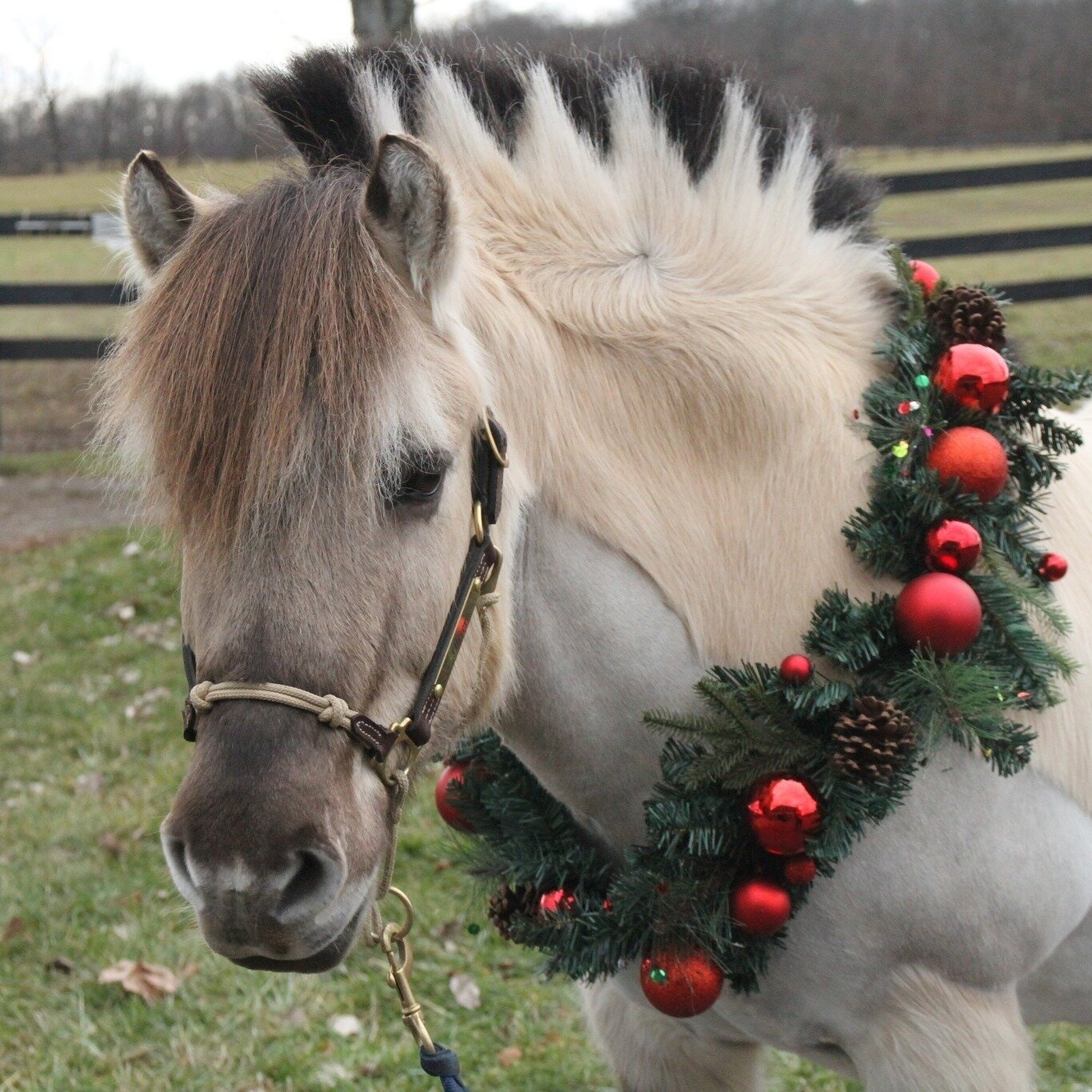 What a FUN time we had at our Christmas Party last weekend!  Santa paid us a visit and everyone brought their Holiday cheer.  Oliver even hammed it up for the camera as our 2023 Horse of the Year... we think he likes the attention 😆.

If you want to