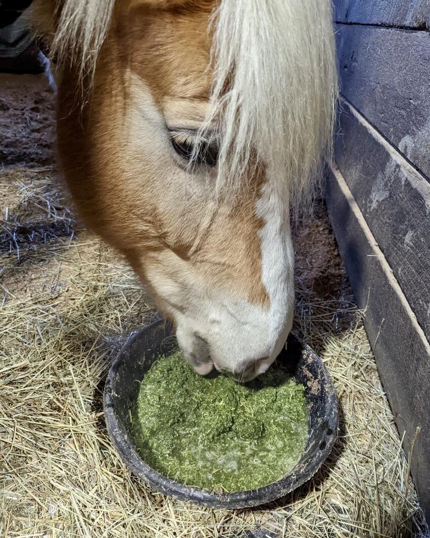 With the cold snap this week we&rsquo;ve had to cancel Barn Buddies, but that&rsquo;s no reason the herd can&rsquo;t stay comfortable with a nice warm alfalfa mash!  Stay safe this week!! #cold #horse #barnlife #therapeutic #riding #therapeuticriding
