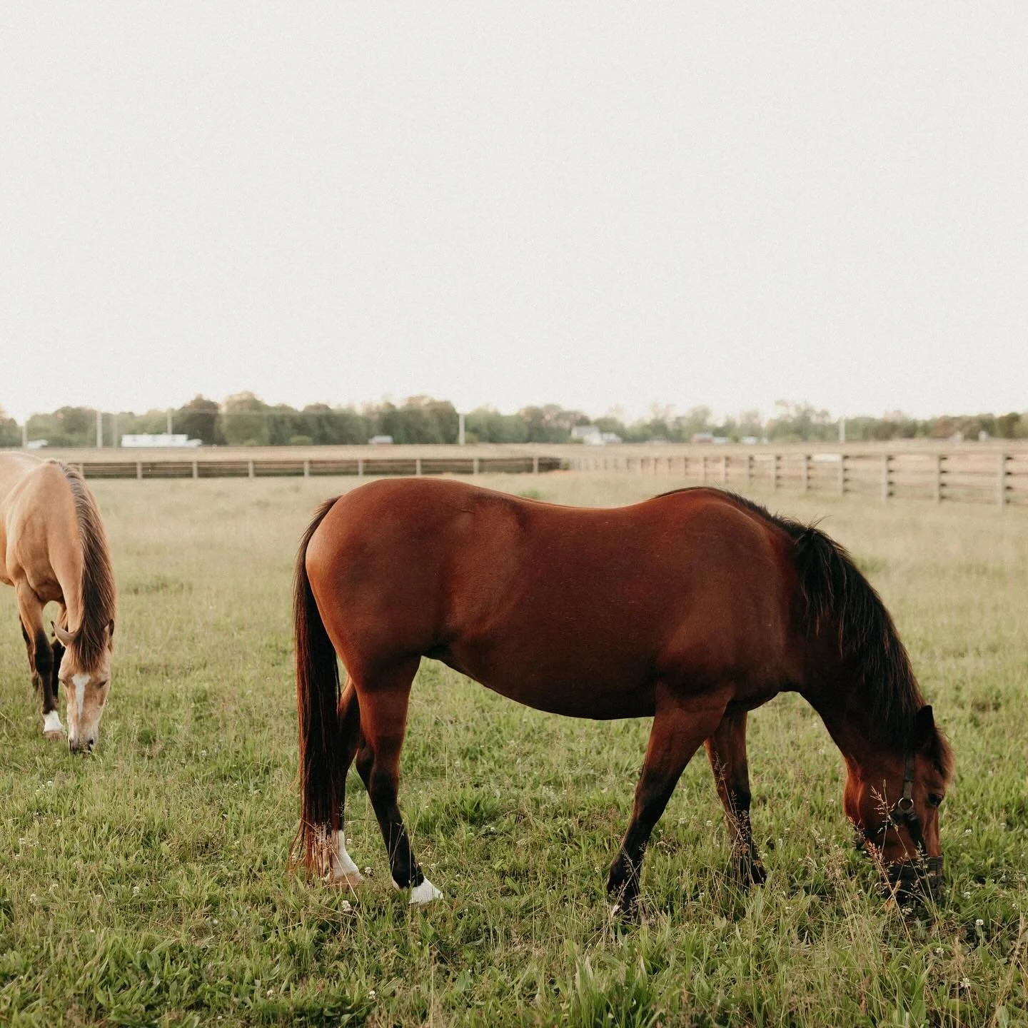 GGR weddings are grounded in simplicity, with a sophisticated touch. Never fussy, always authentic, perfectly timeless. Our equine friends would agree💗🐴

Tours opening soon, sign up at the link in our bio to be the first to know ✨

#wedding #2026br