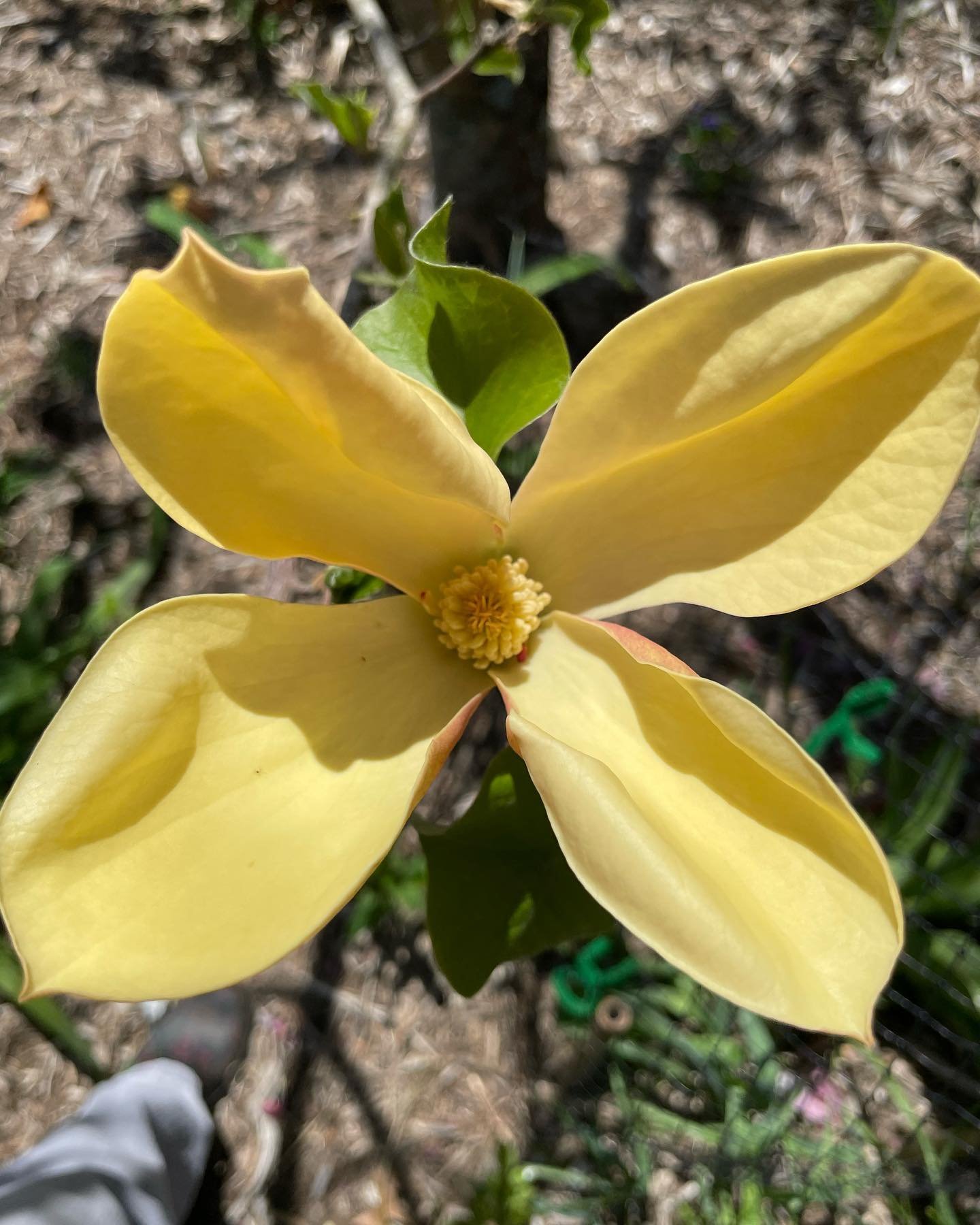 Look at this butter yellow beauty in Kathleen&rsquo;s garden! It is called at Judy Zuk Magnolia. I just love Spring! #boone #boonenc #boonegarden