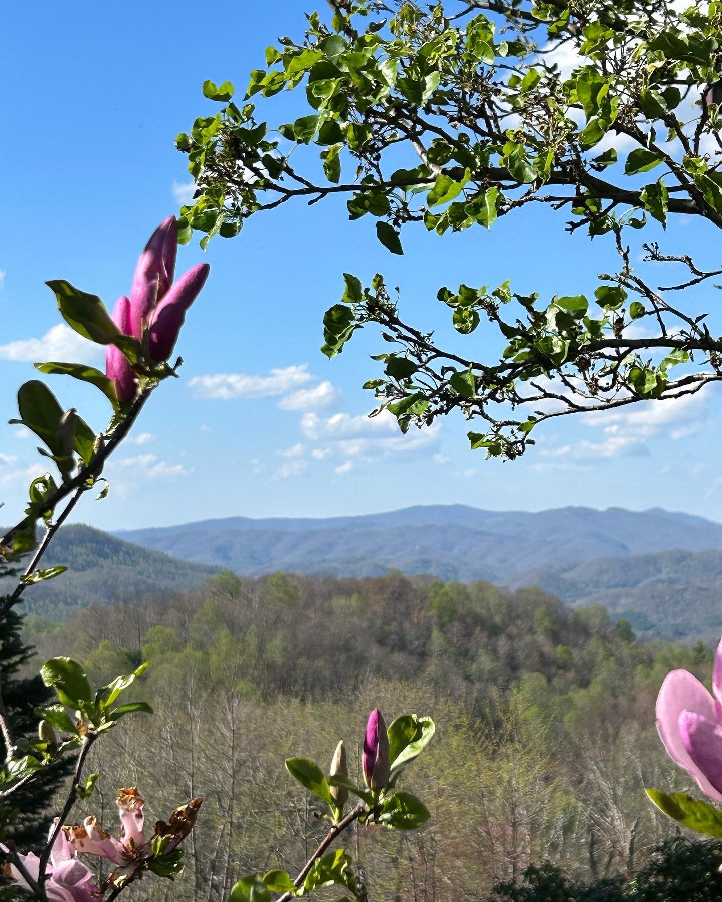 What a gorgeous day in Boone! #boone #boonenc #gardening #boonegardens #828