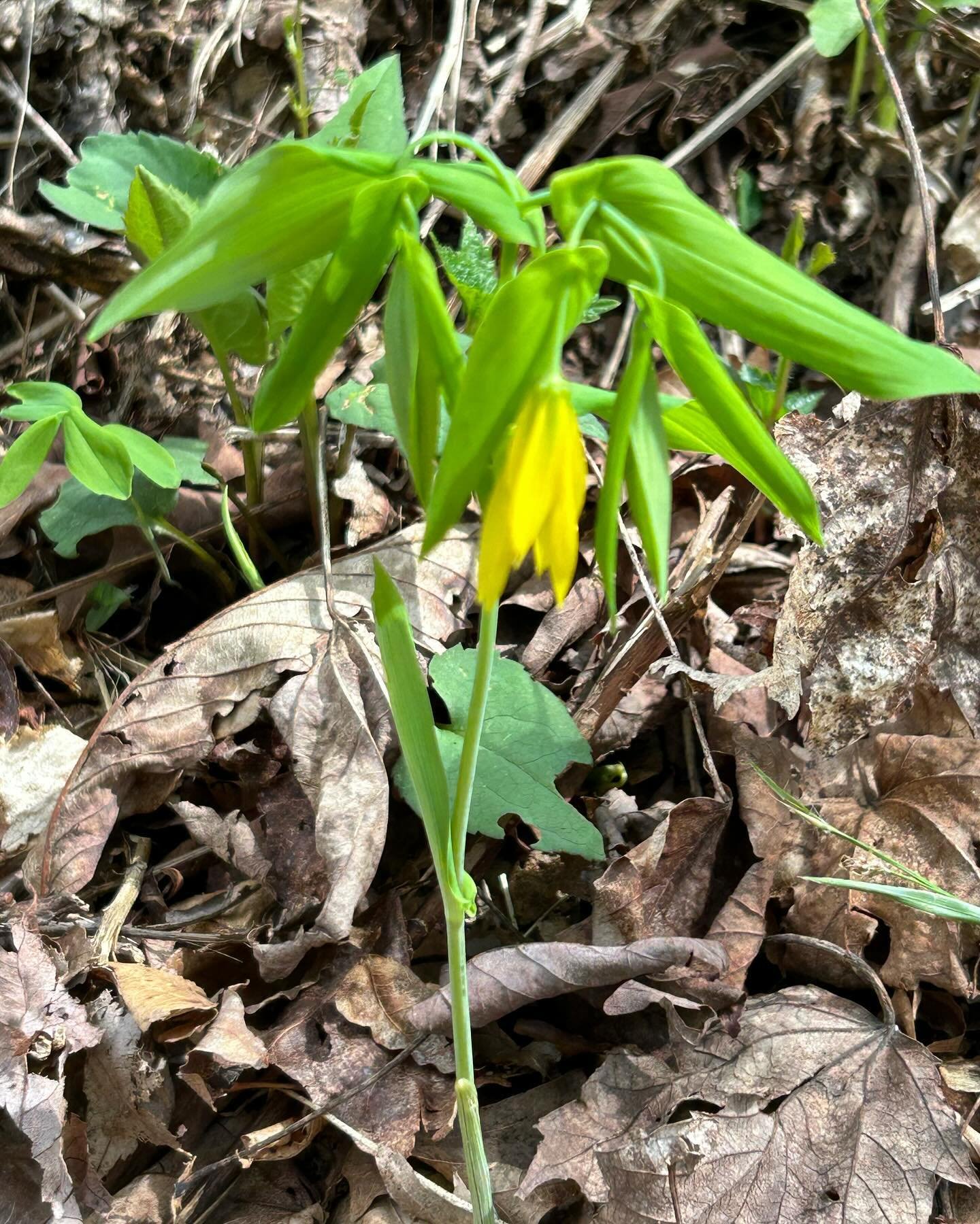 Calling all native gardeners&hellip;. During my hike yesterday I came across three new flowers I&rsquo;ve never seen. Can you help me learn what they&rsquo;re called? #boone #blueridgemountains #ncnativeplants