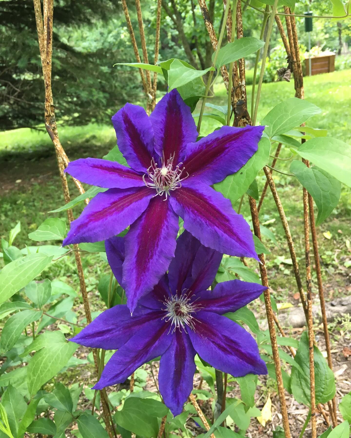 Welcome to the Blue Ridge Garden Club of Boone