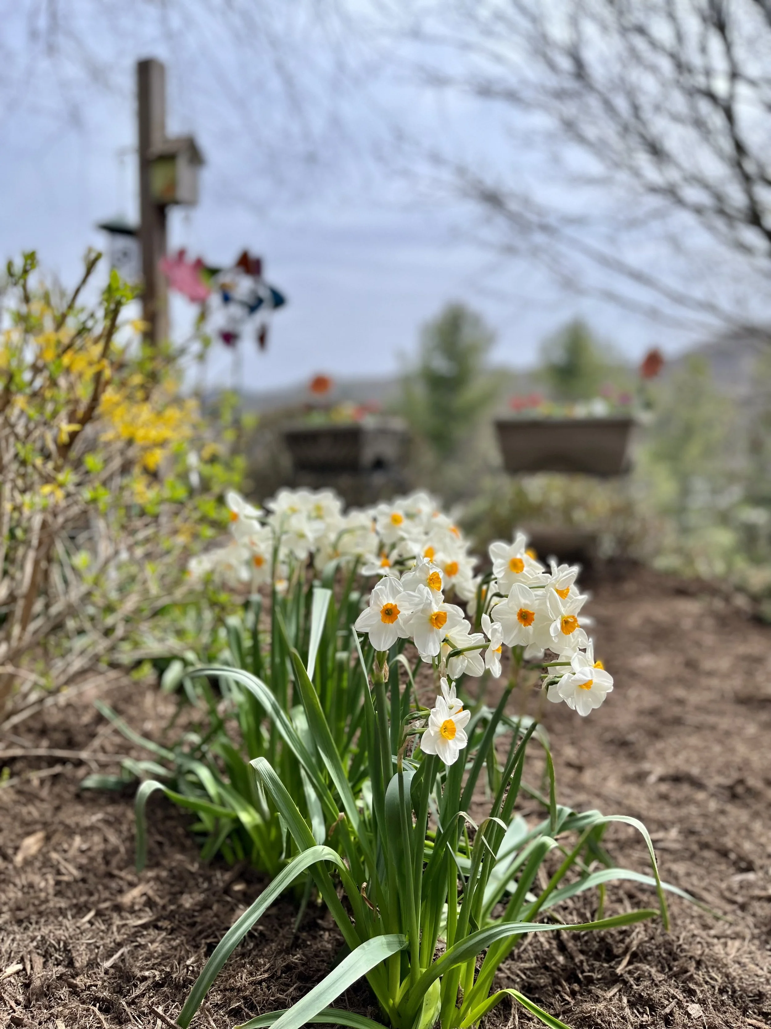 Blue Ridge Garden Club of Boone, Inc.