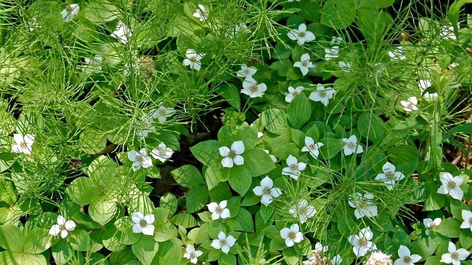 About — Blue Ridge Garden Club of Boone, Inc.