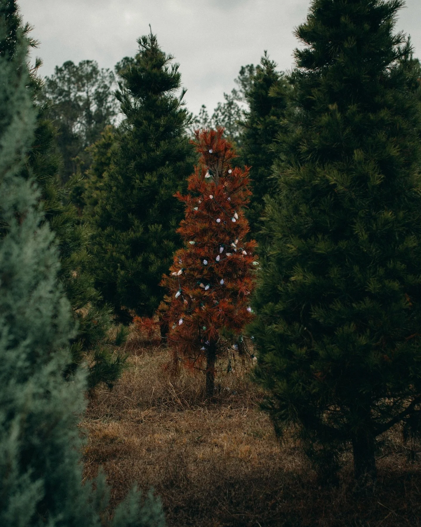 In the afterglow. 

🌲 A few conceptual photos I made for a beautiful reflective essay last month by @prkrmndl published at @inkwellstory. So honored to have contributed to it! 

🔗 You can read the essay &ldquo;The Unique Grief of December&rdquo; he