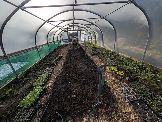 a photo of inside the poly tunnel at Carisbrooke Flower Farm. There are a few planets but mainly the ground is bare ready for planting