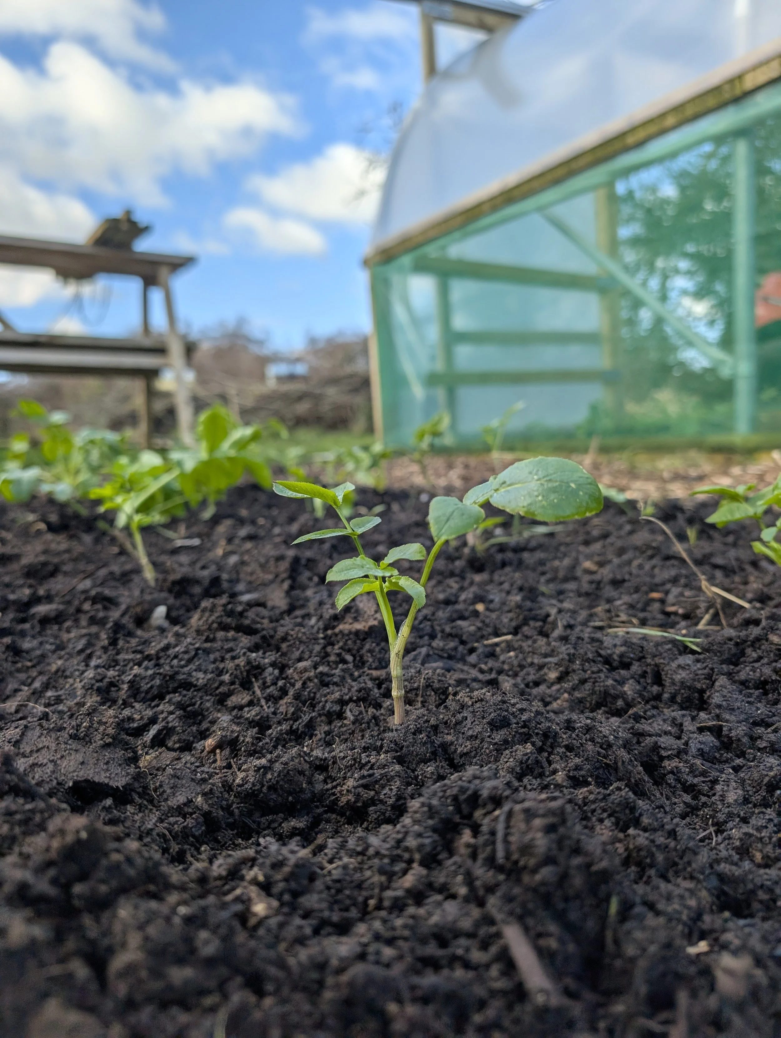 Wintering: Why January Is Not the Time to Bloom