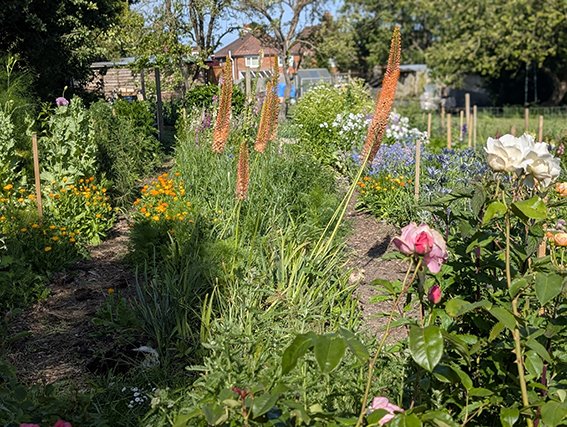 a photo of the fields at Carisbrooke Flower Farm. The field is full of rows of flowers, some small and pink some tall and orange