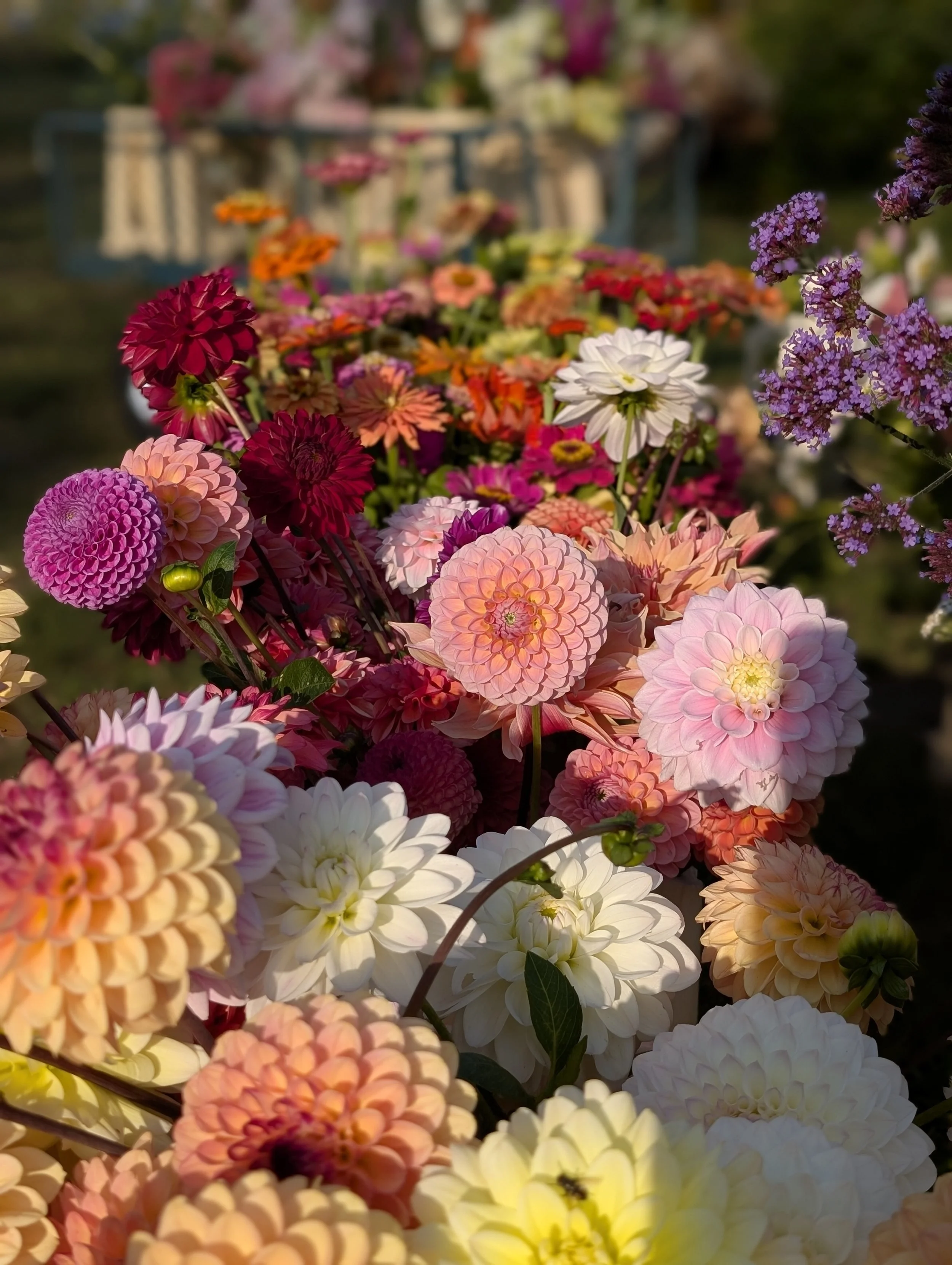 Sunday 9th August - Build a Bouquet Workshop