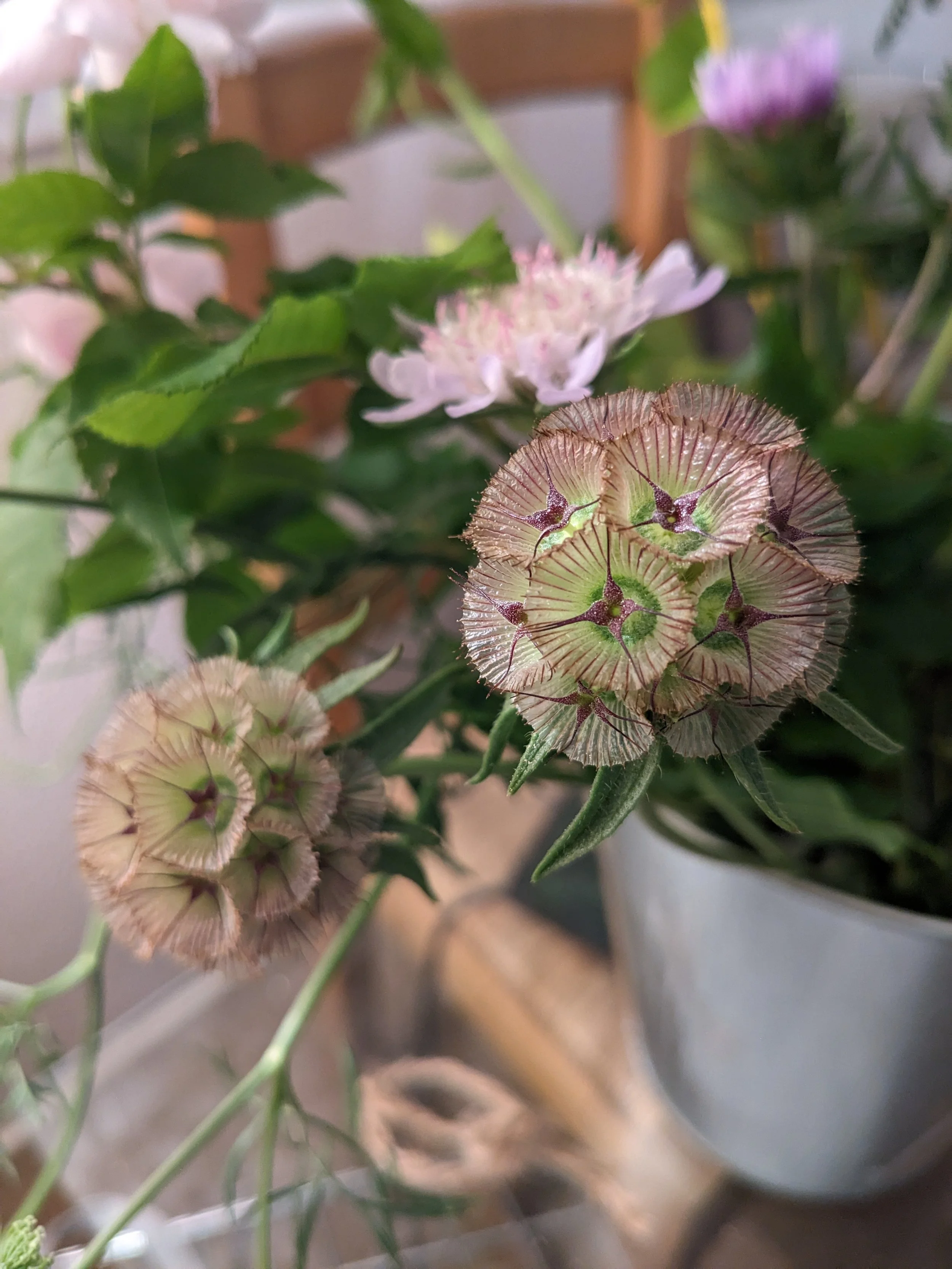 A close up photograph of scabiosa paper moon flowers